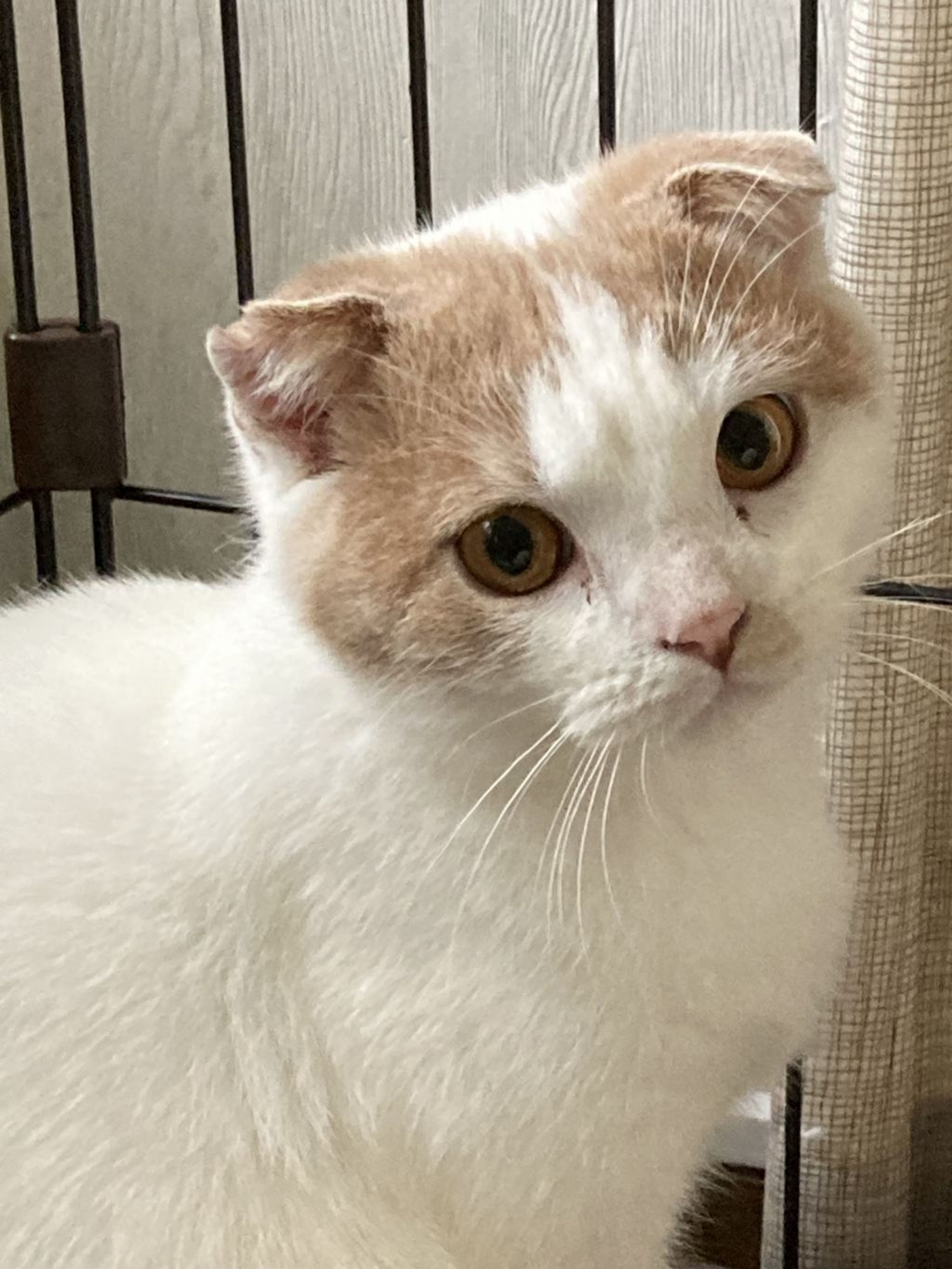 スコティッシュフォールド・オスの里親募集の写真