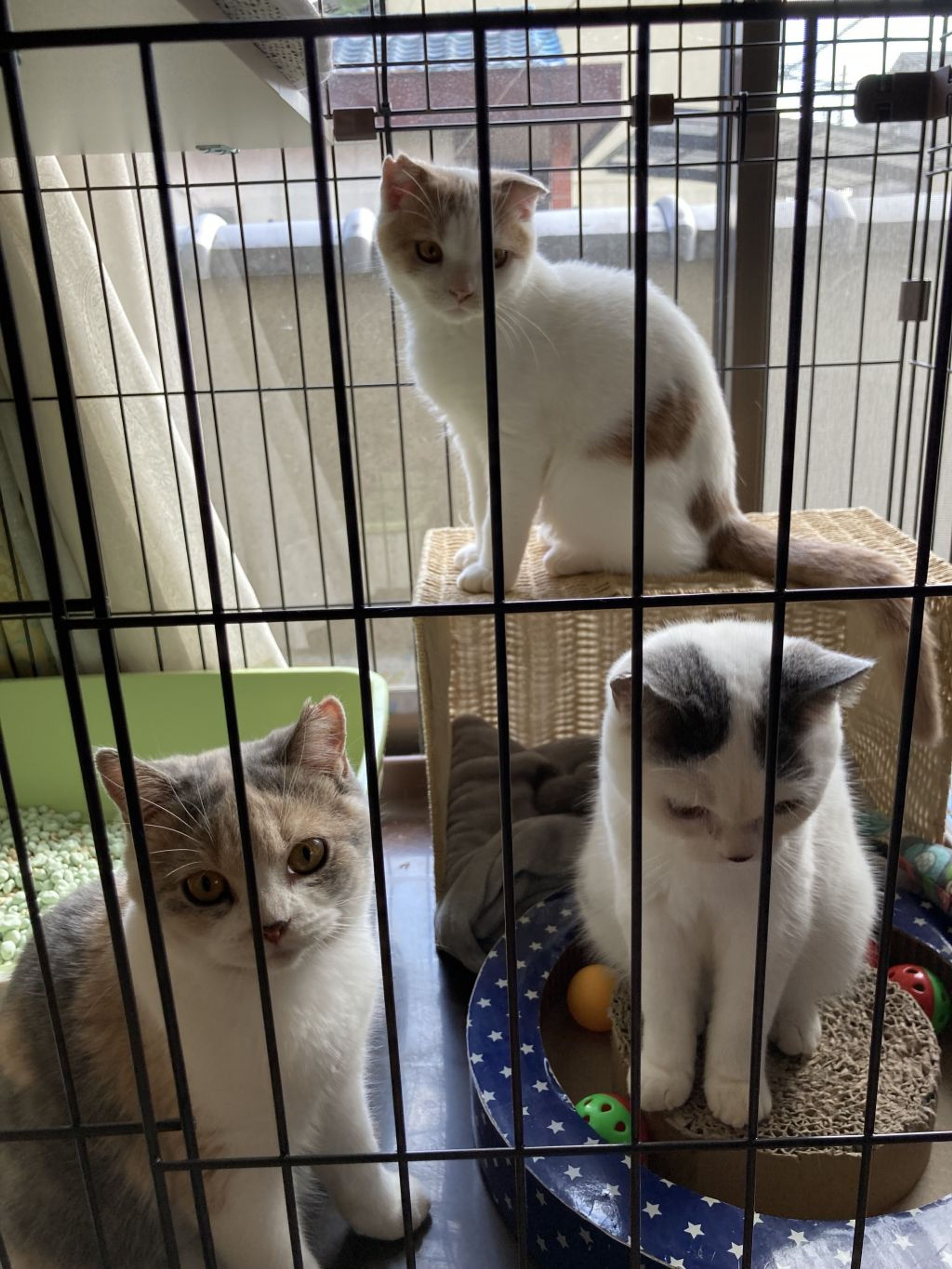 pet-image-3