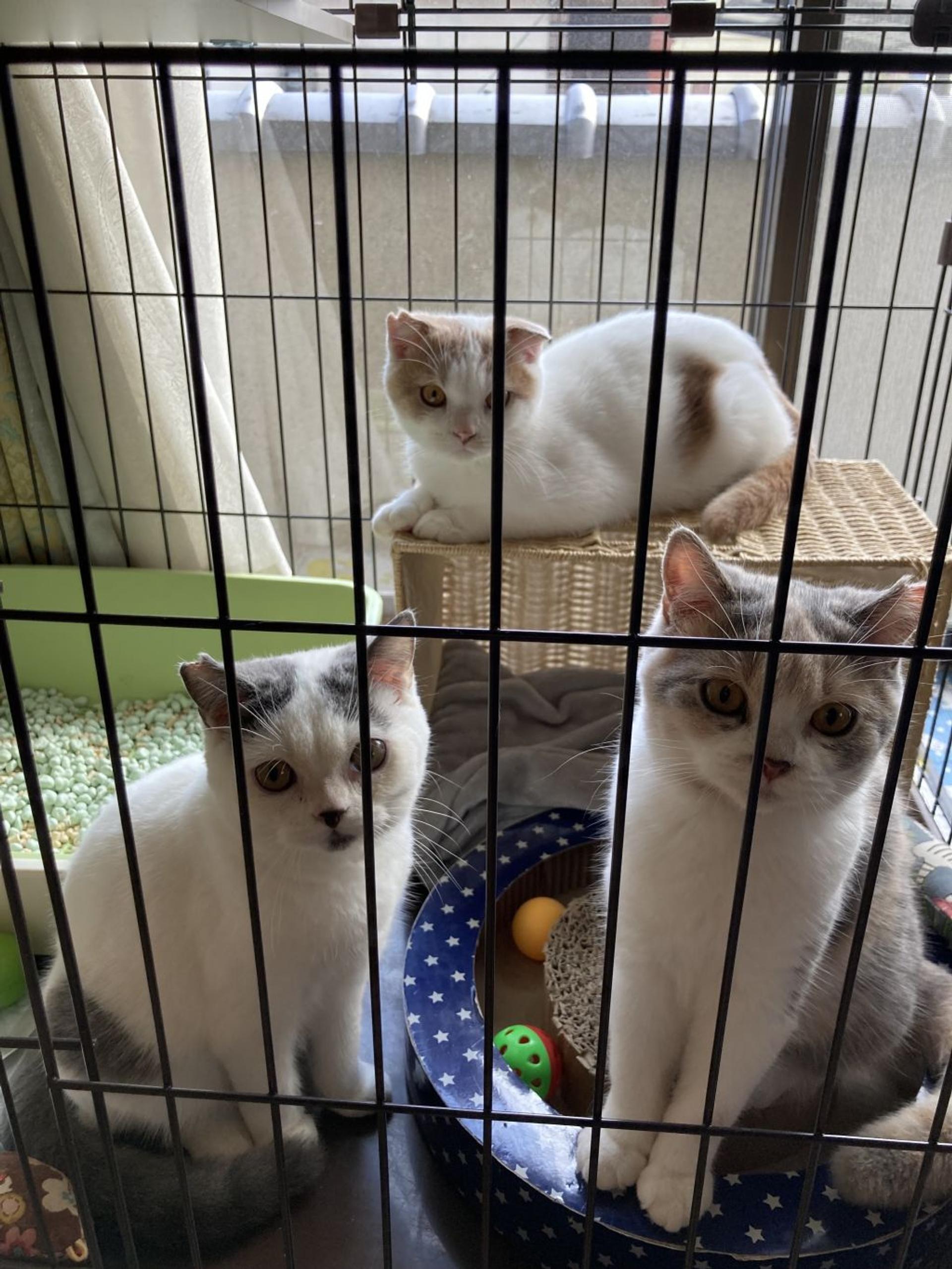 pet-image-5