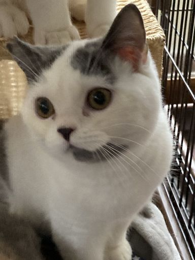 らいの写真