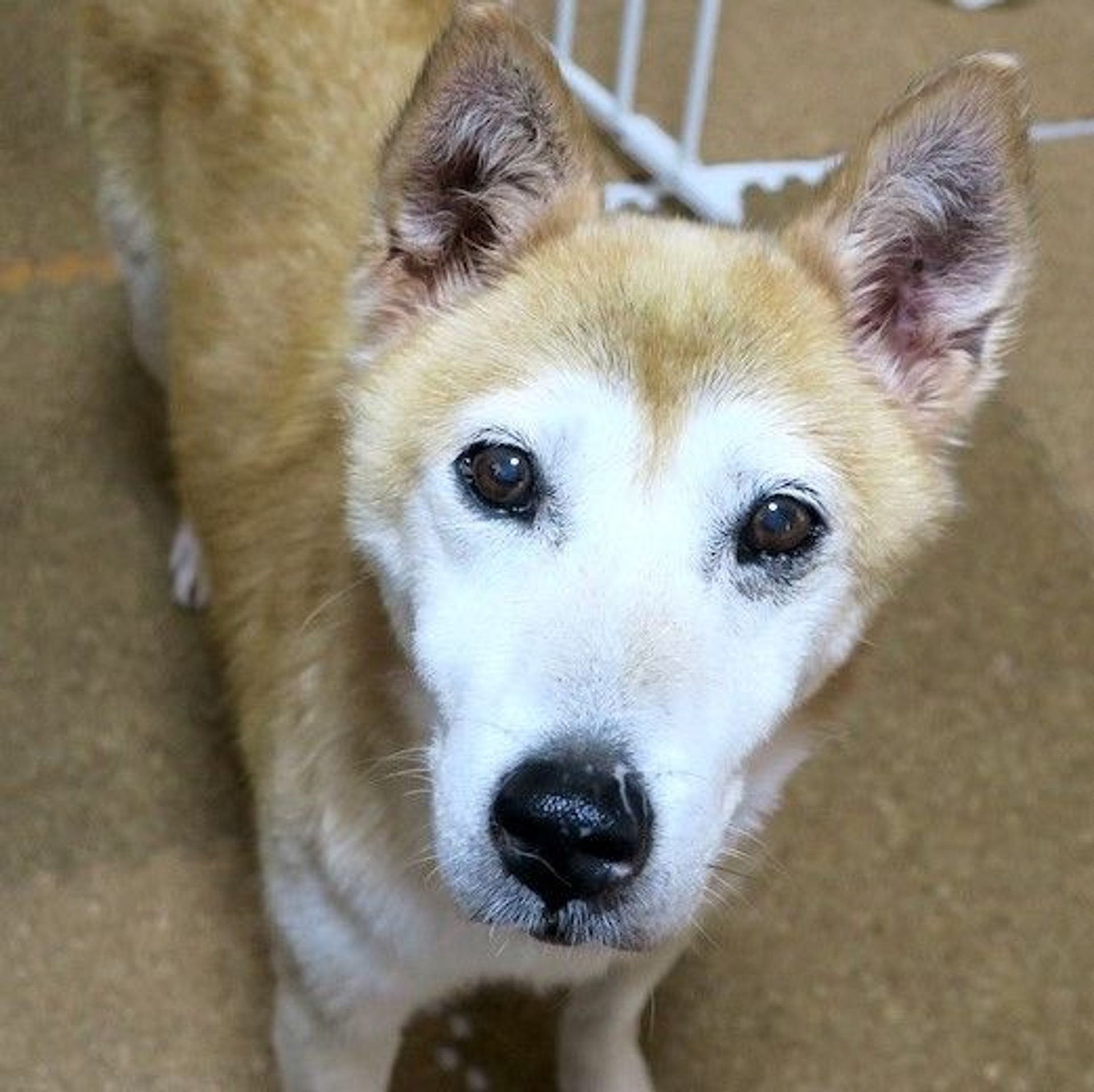 雑種（ミックス犬）・オスの里親募集の写真