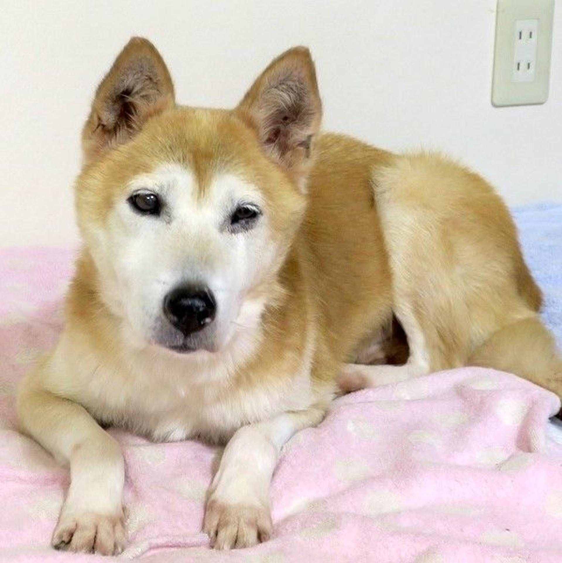 pet-image-3