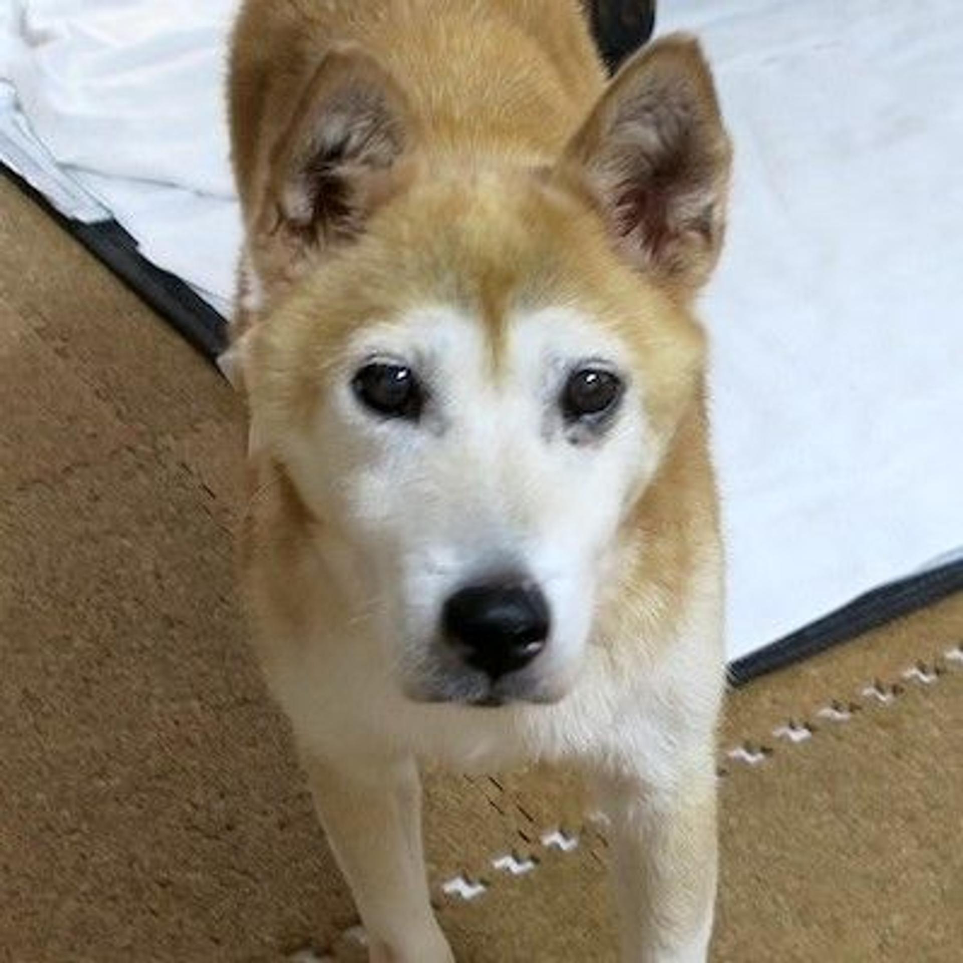 pet-image-4