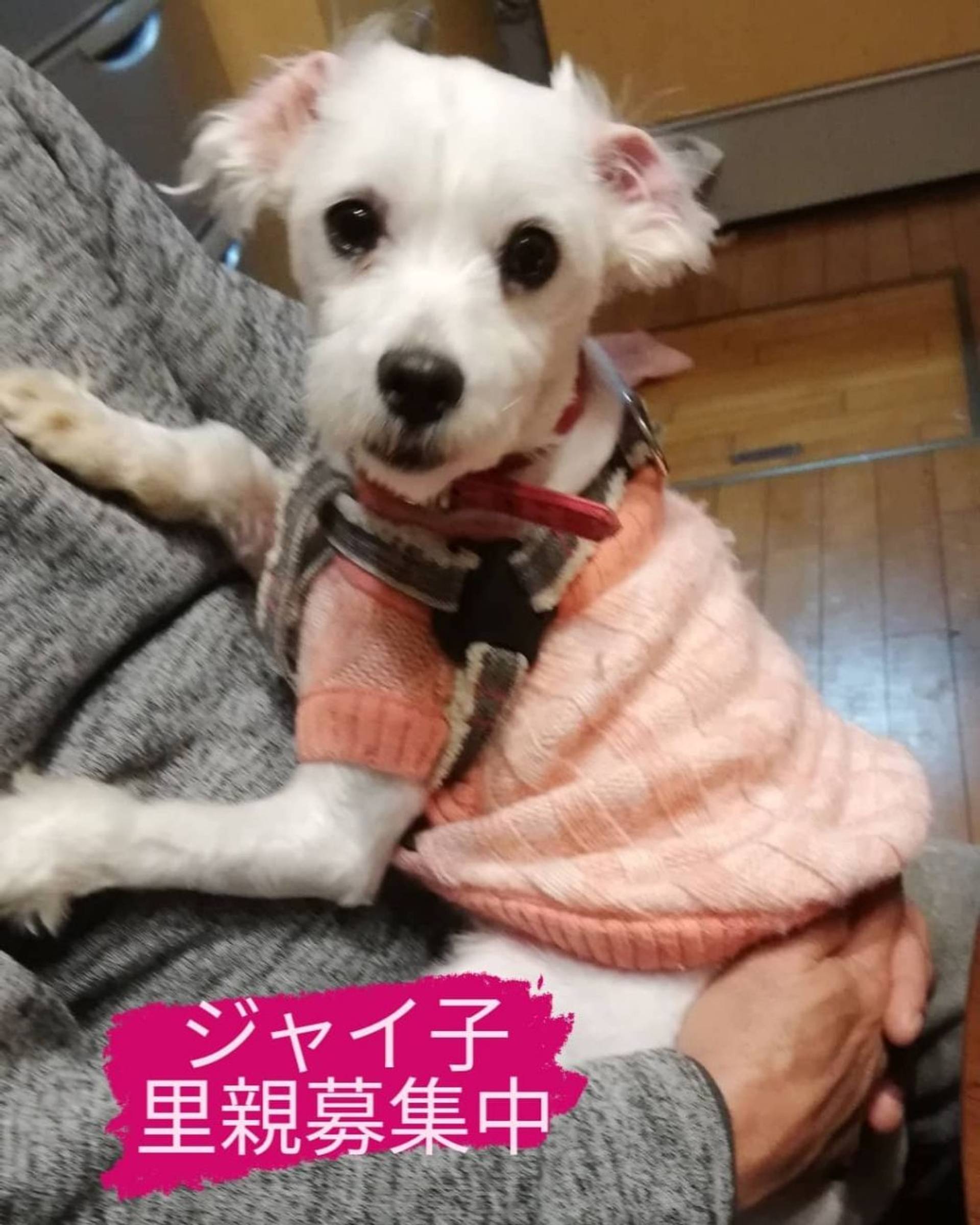 雑種（ミックス犬）・メスの里親募集の写真