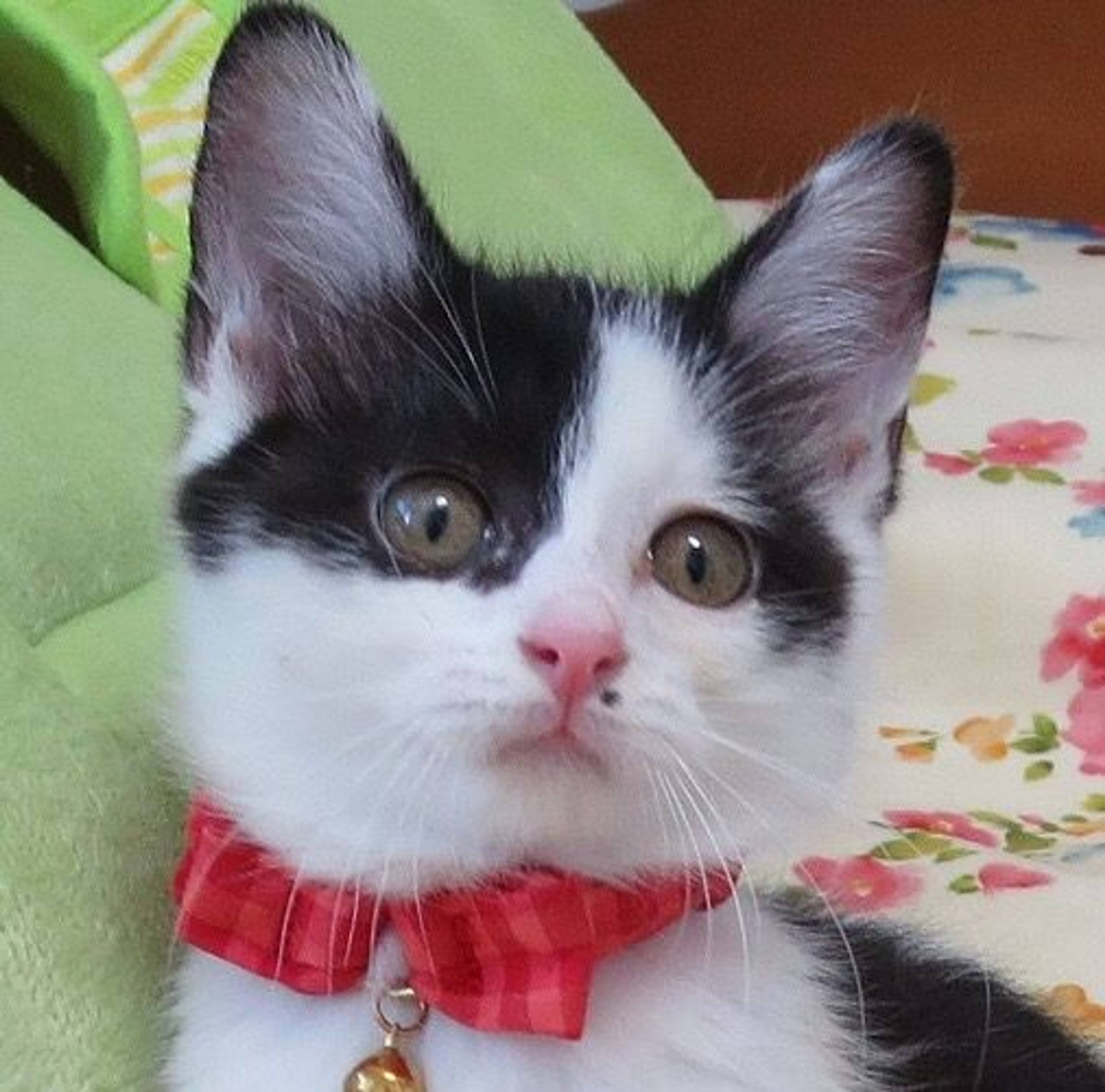 雑種（ミックス猫）・メスの里親募集の写真