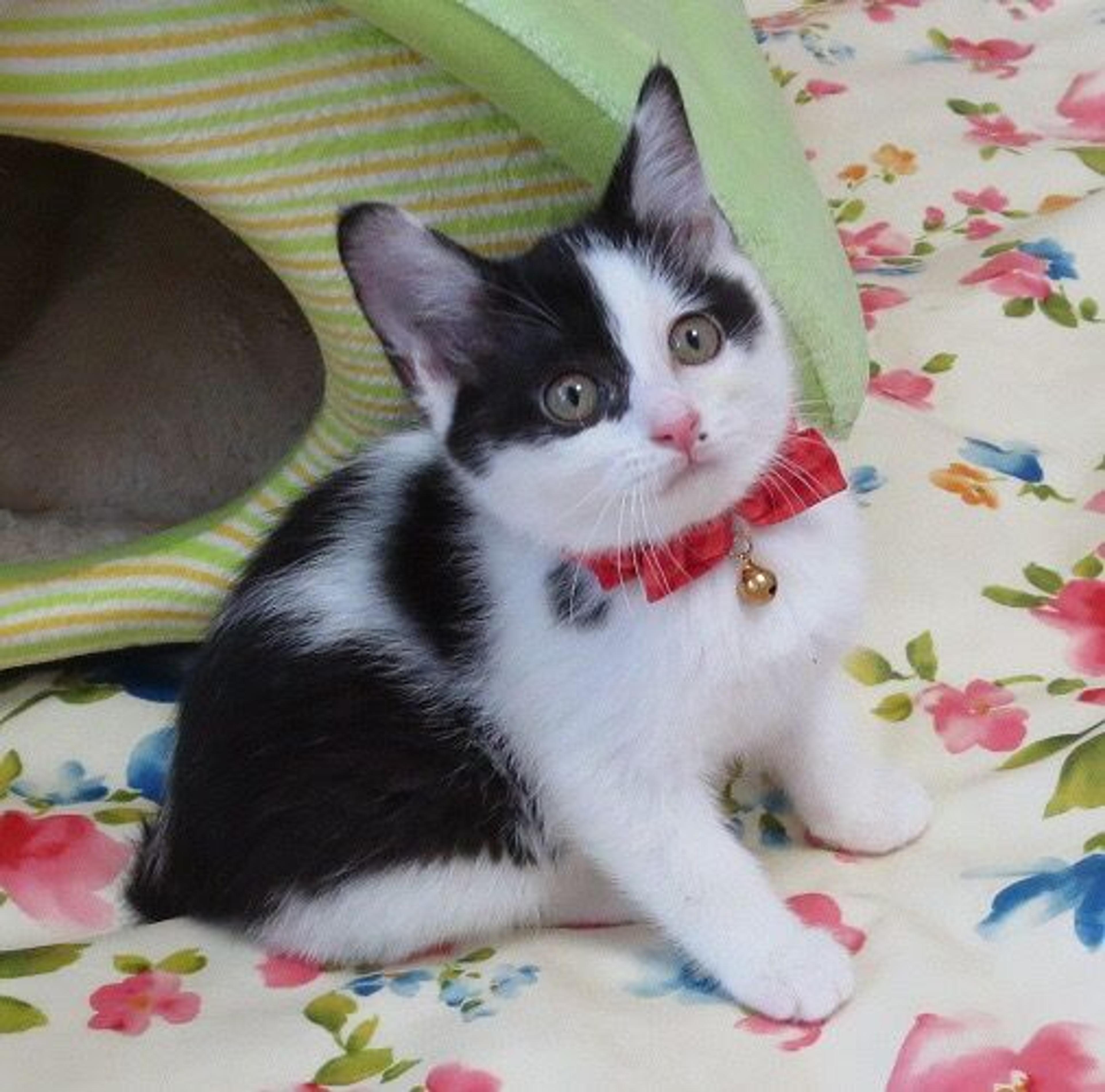 pet-image-3