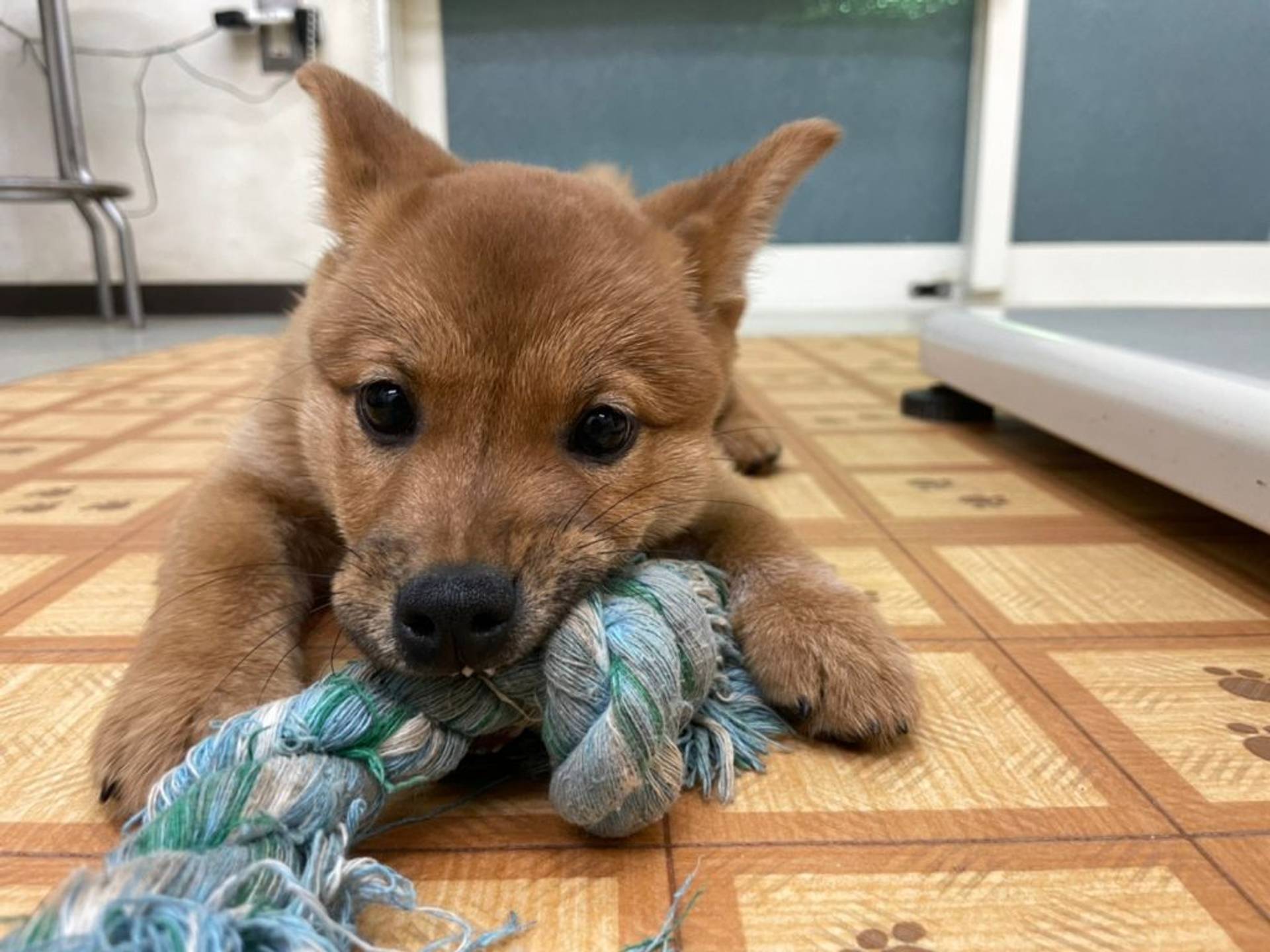 雑種（ミックス犬）・メスの里親募集の写真