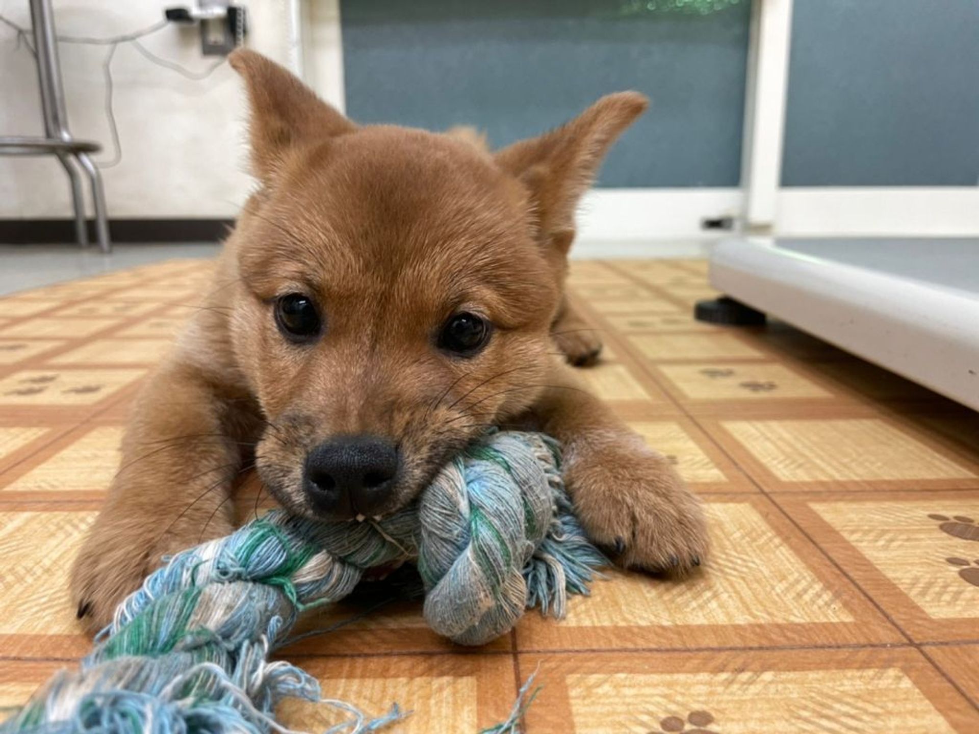 雑種（ミックス犬）・メスの里親募集の写真