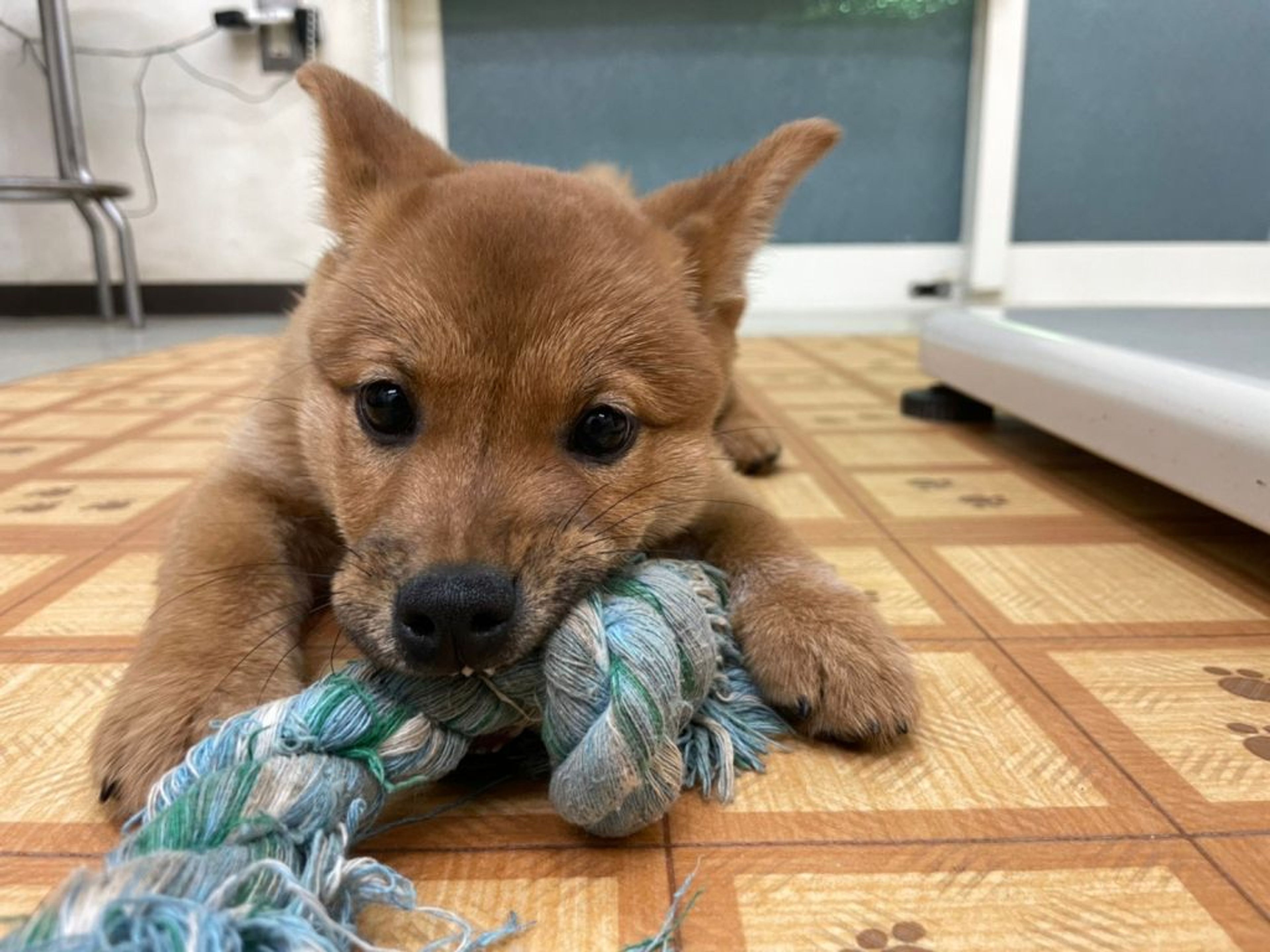 雑種（ミックス犬）・メスの里親募集の写真