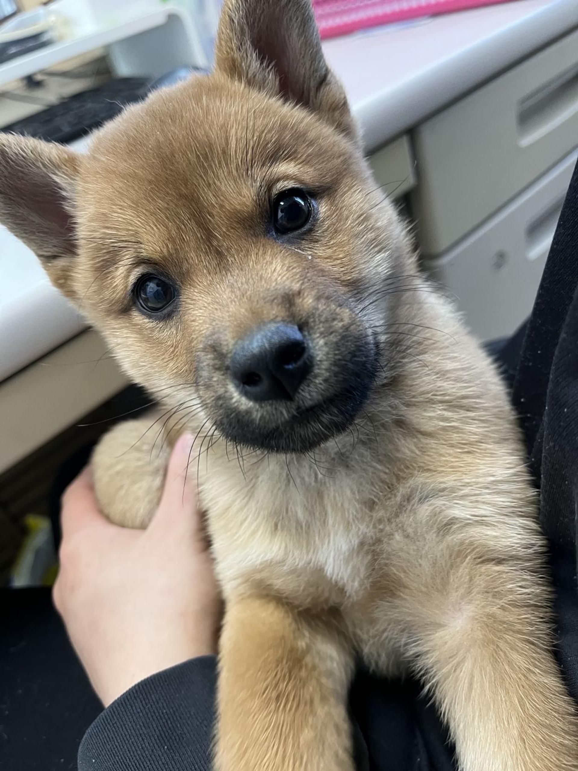 pet-image-2