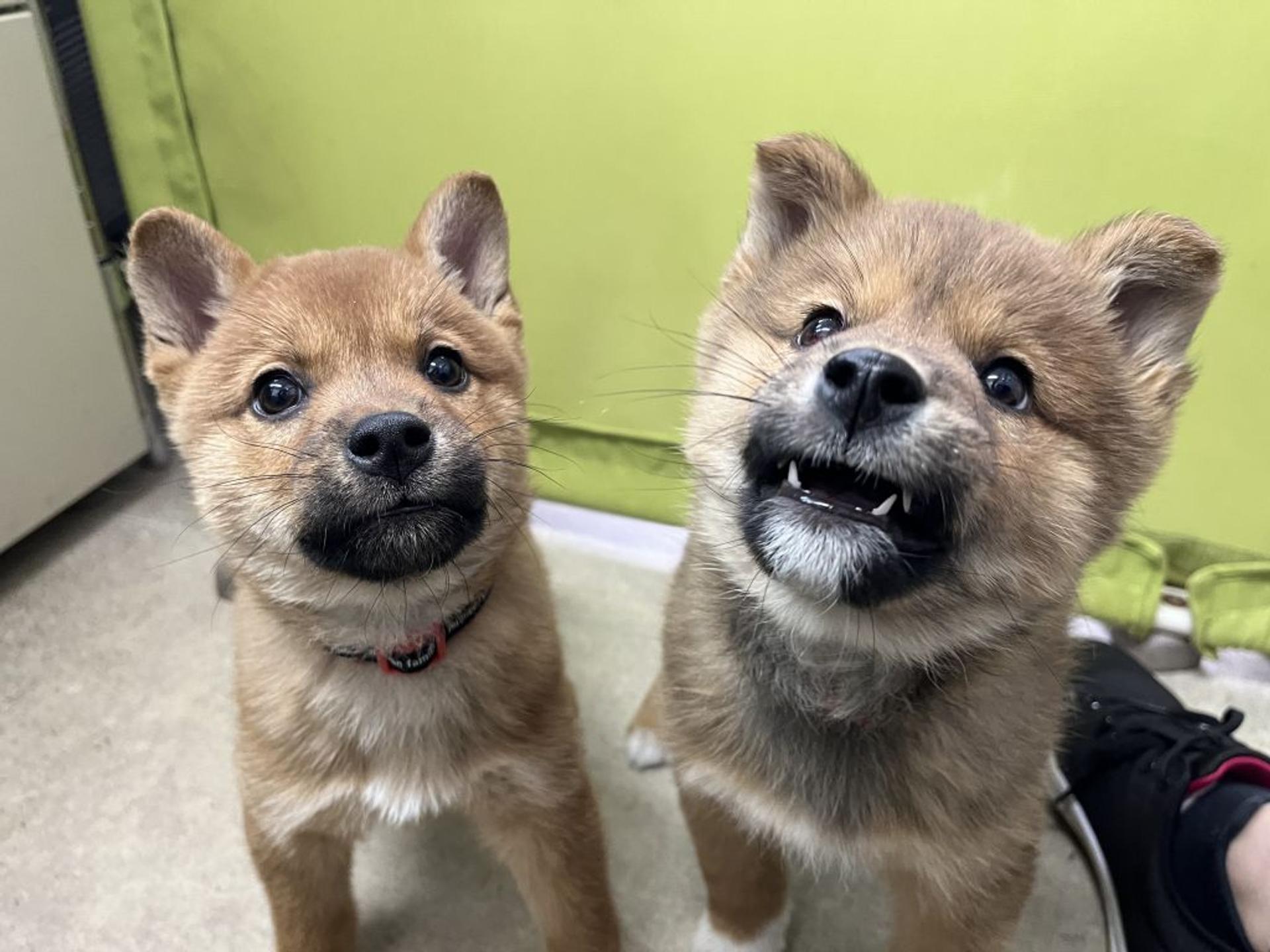 pet-image-4