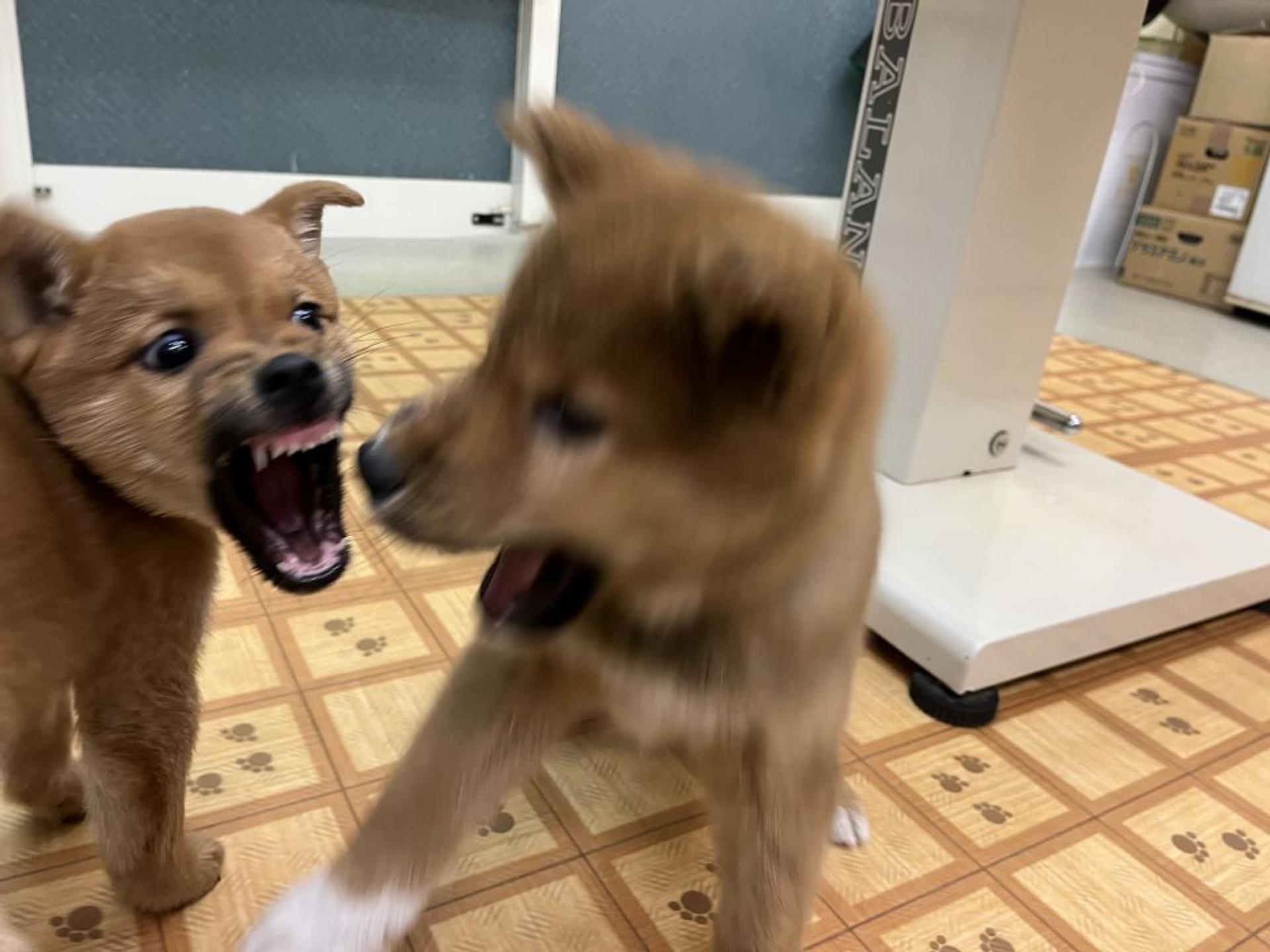 pet-image-6