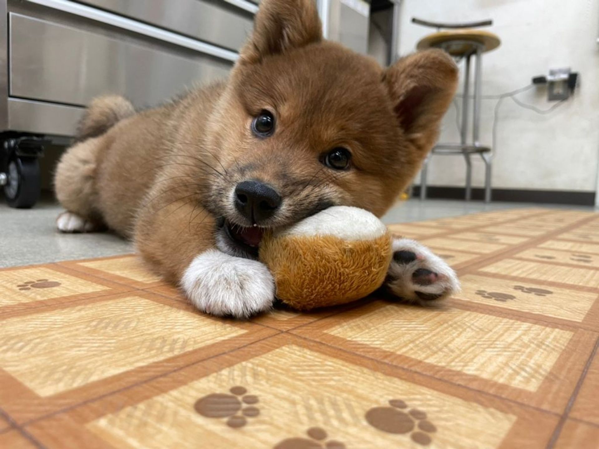 雑種（ミックス犬）・オスの里親募集の写真