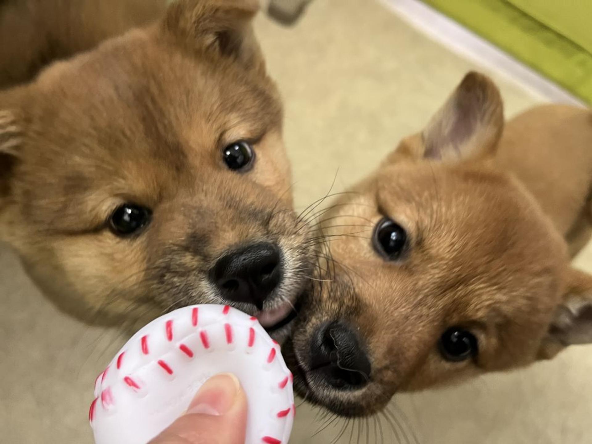 pet-image-4
