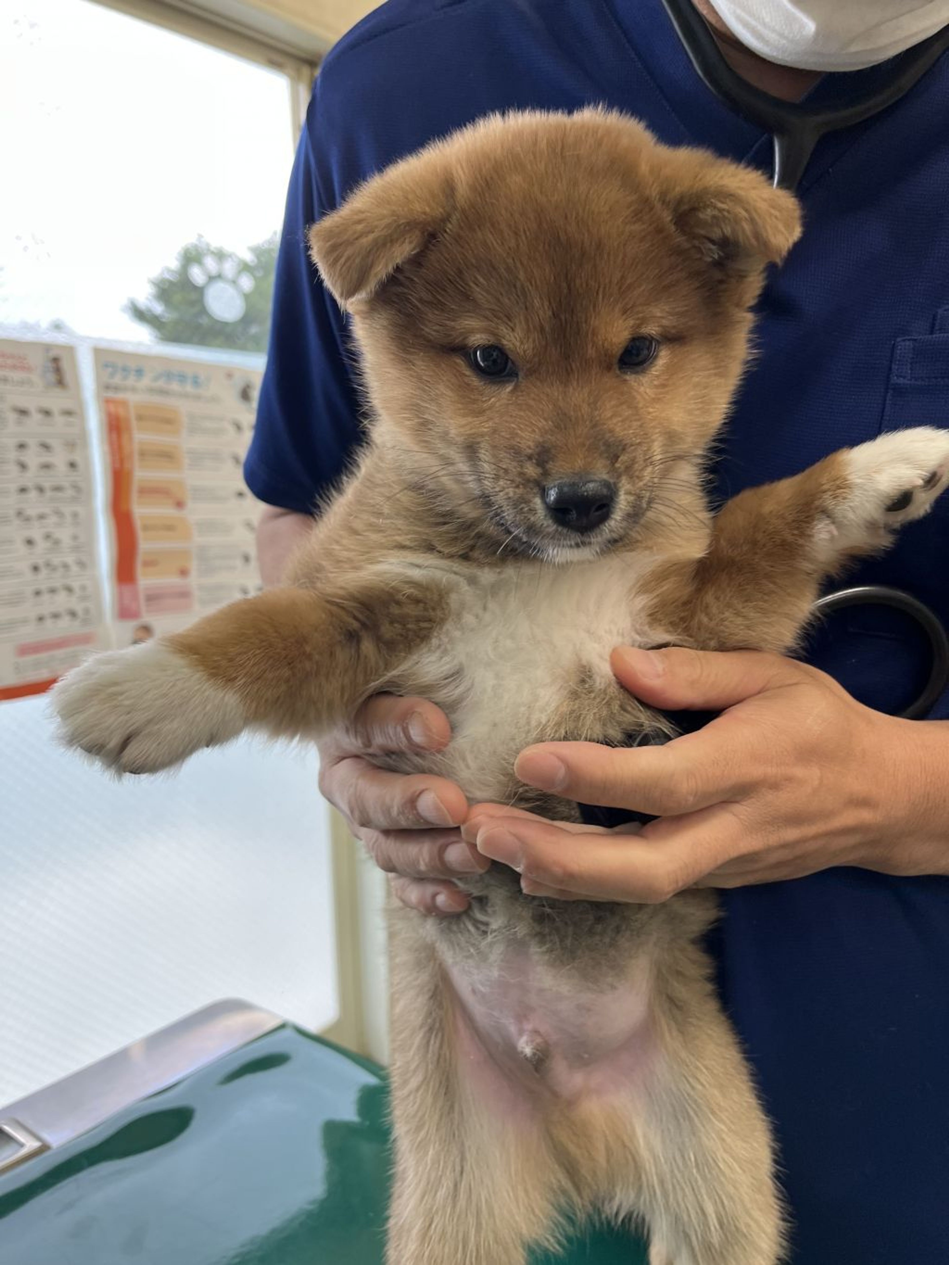 pet-image-5