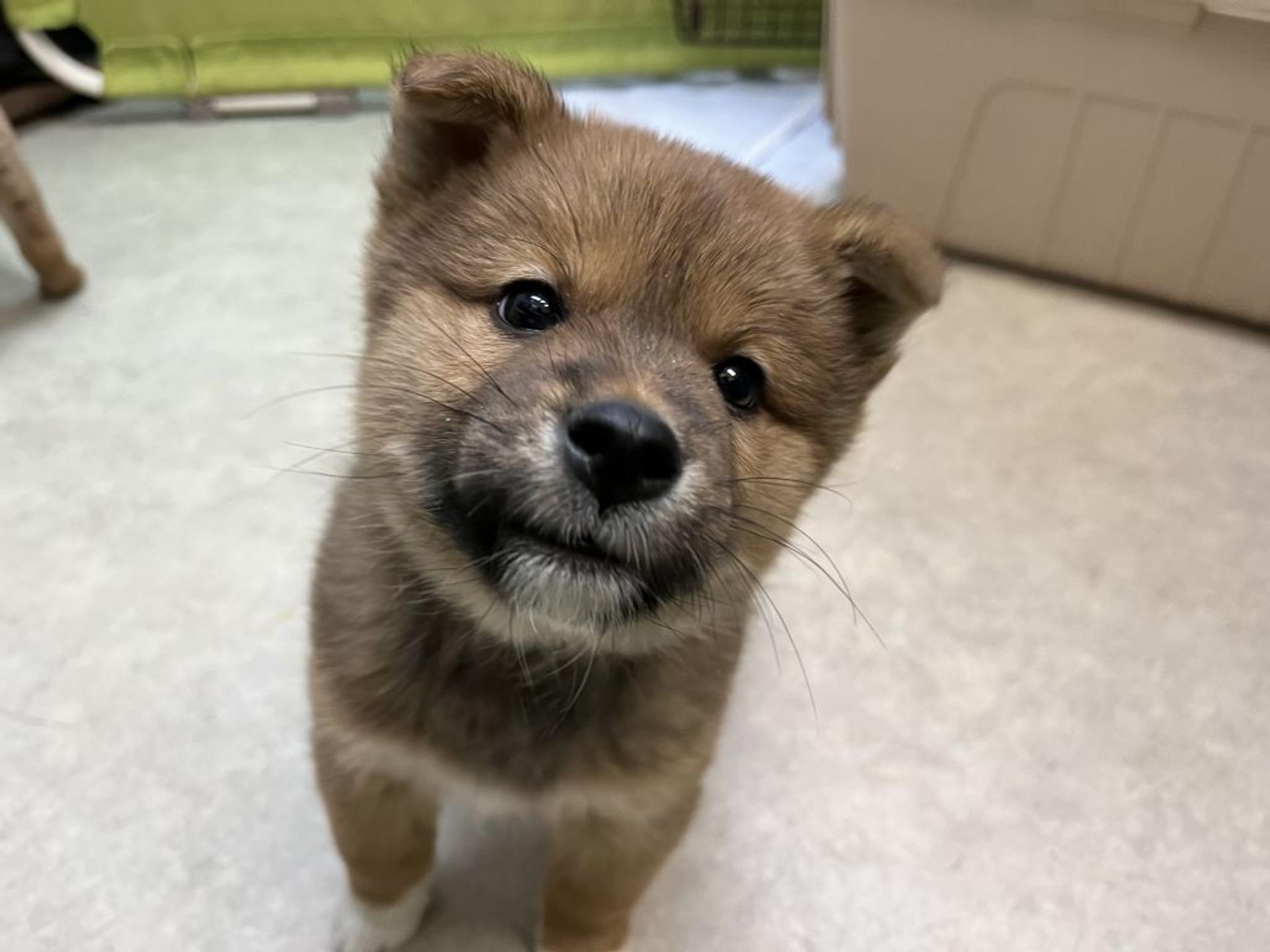 pet-image-6