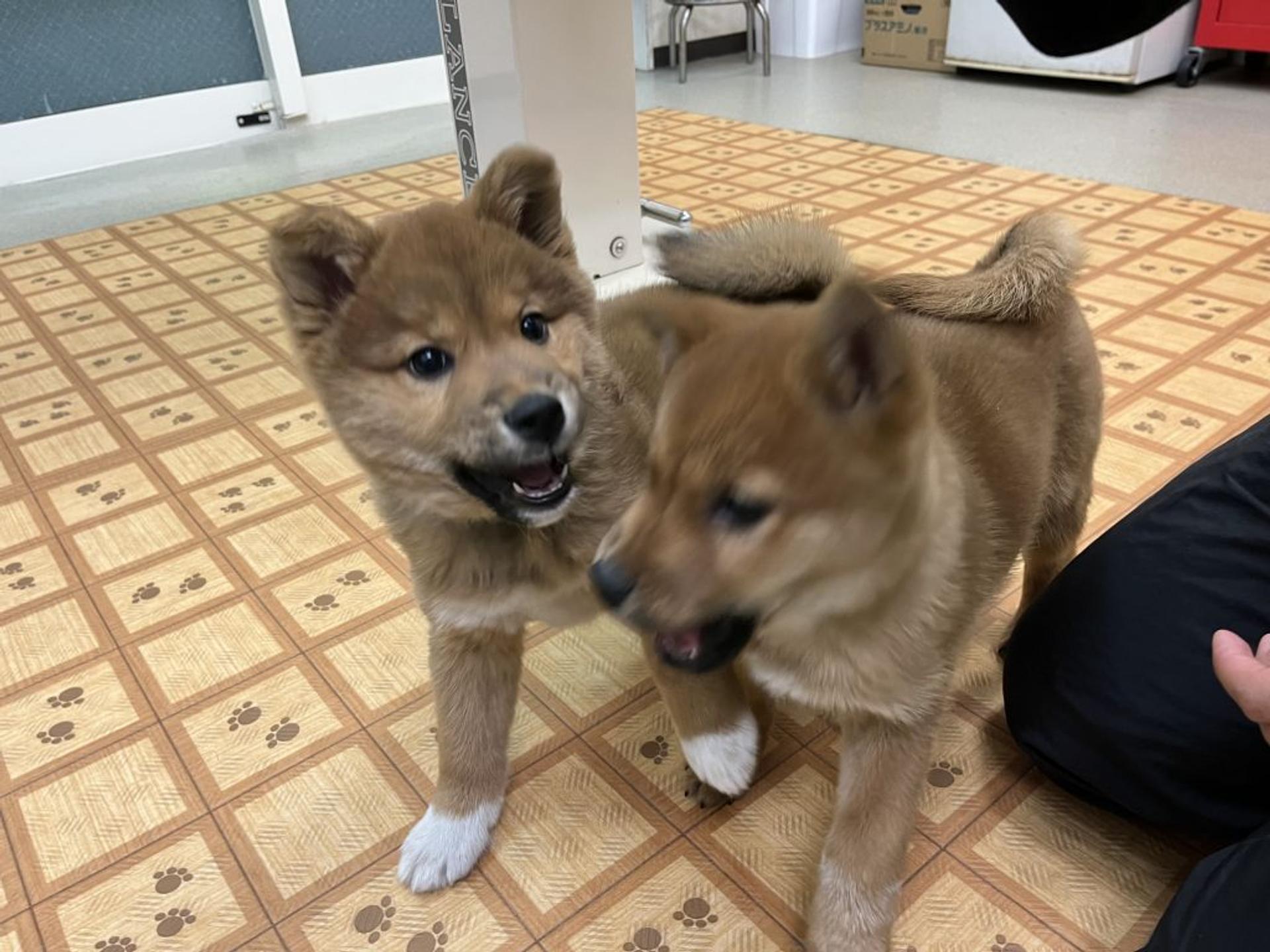 pet-image-7