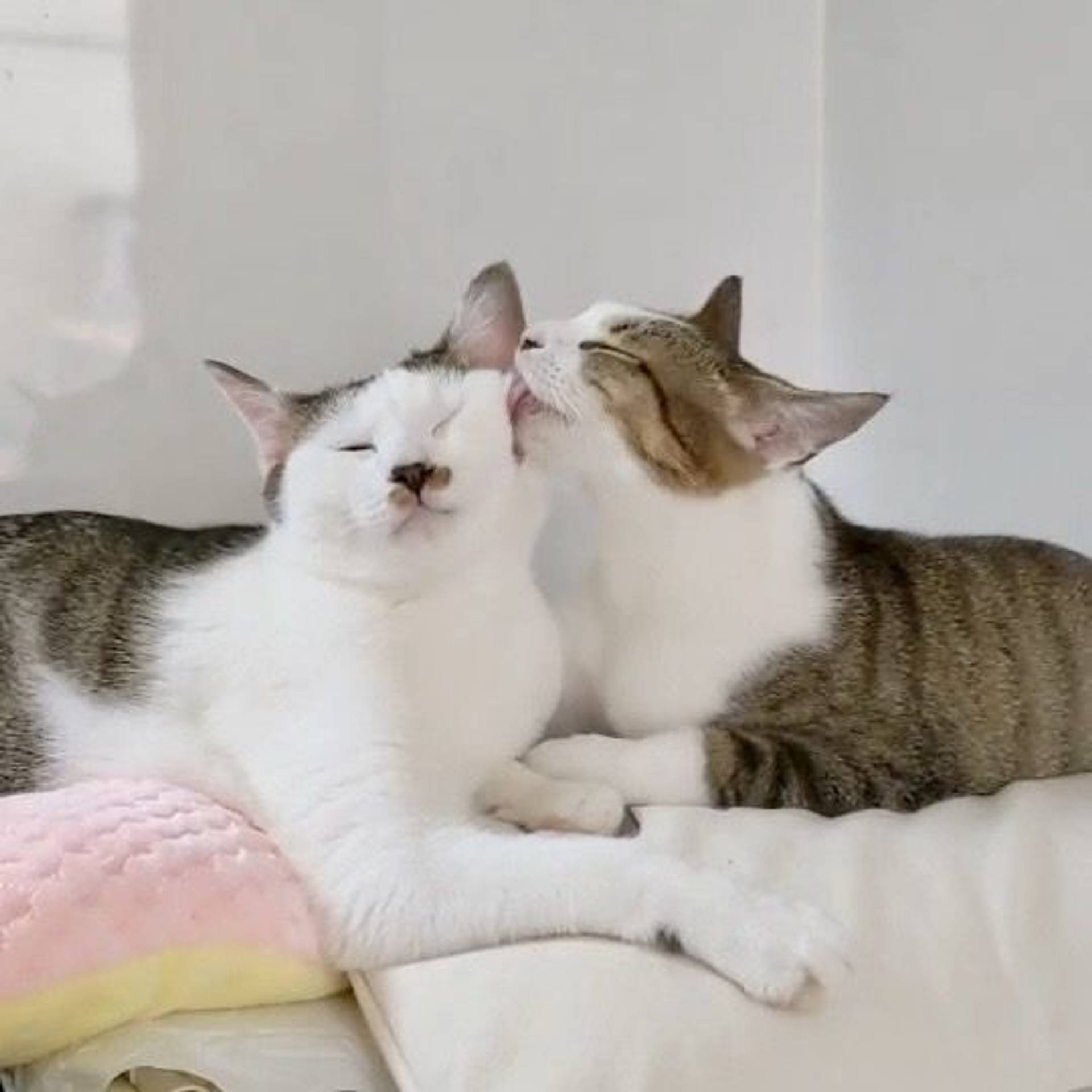 雑種（ミックス猫）・メスの里親募集の写真