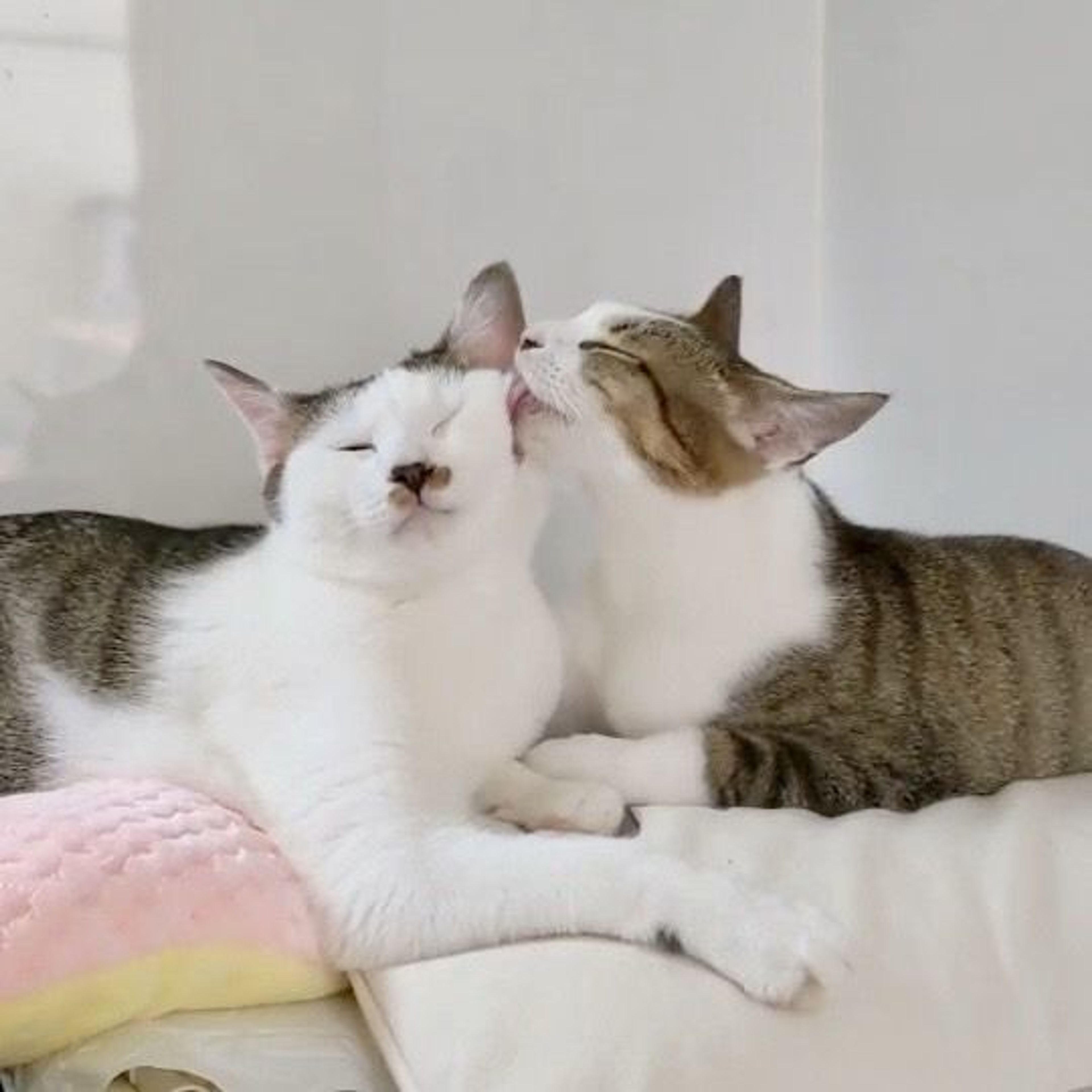 雑種（ミックス猫）・メスの里親募集の写真