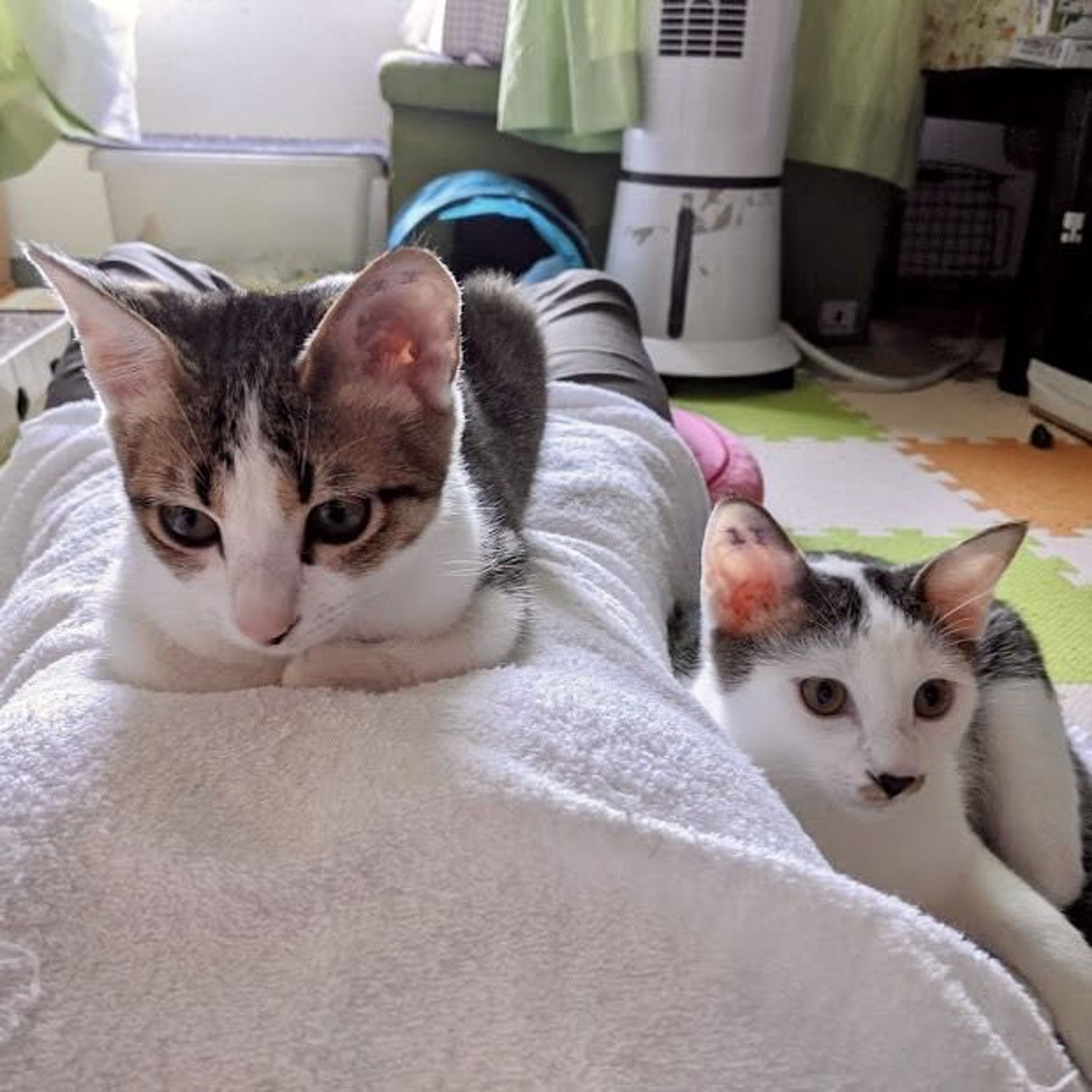 pet-image-3