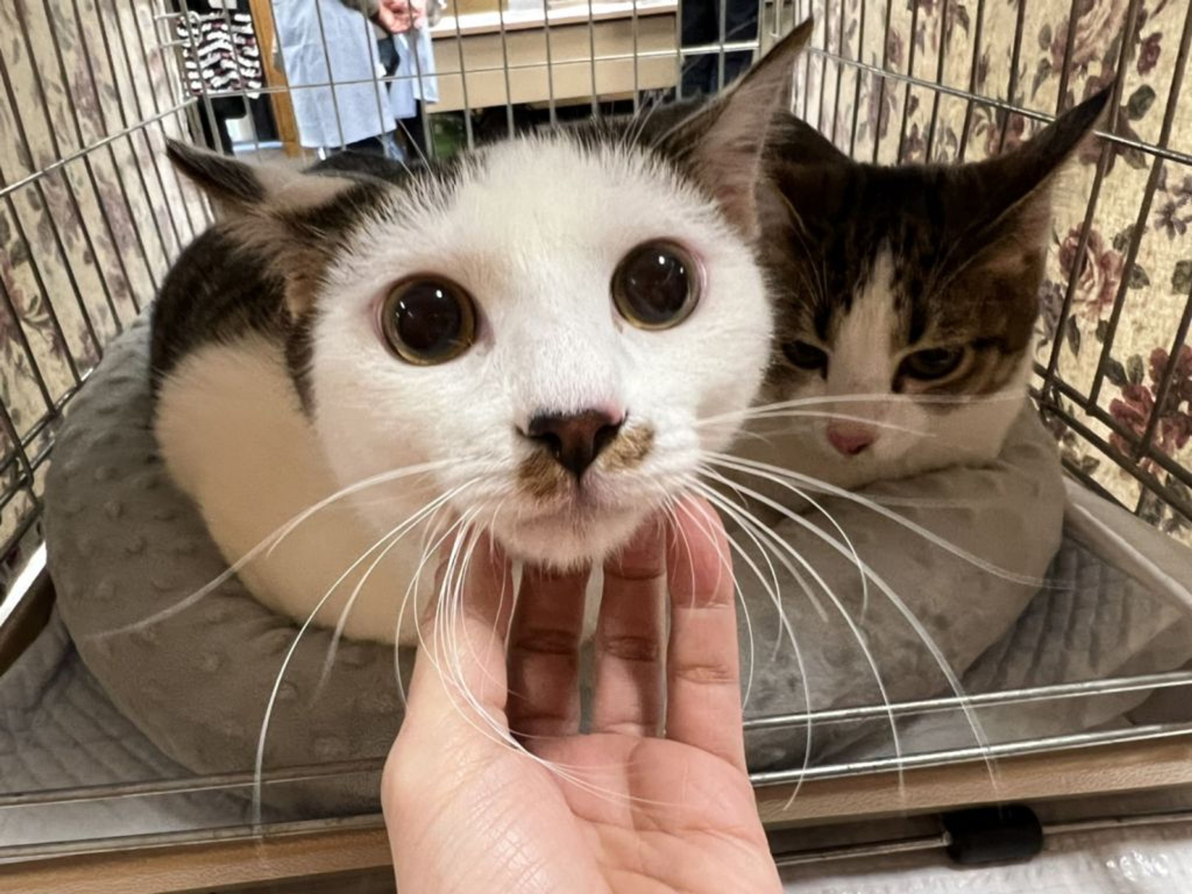 pet-image-4