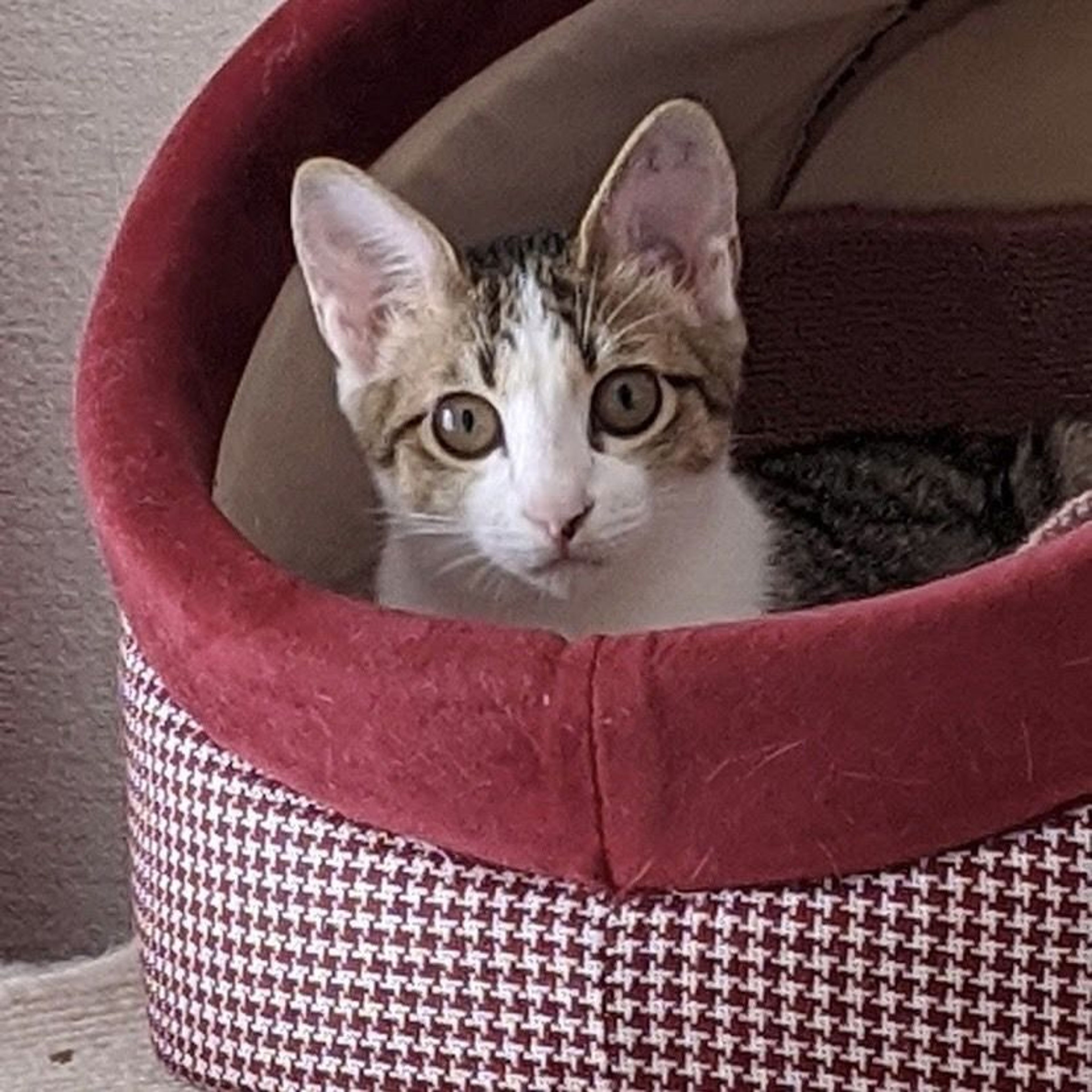 pet-image-5