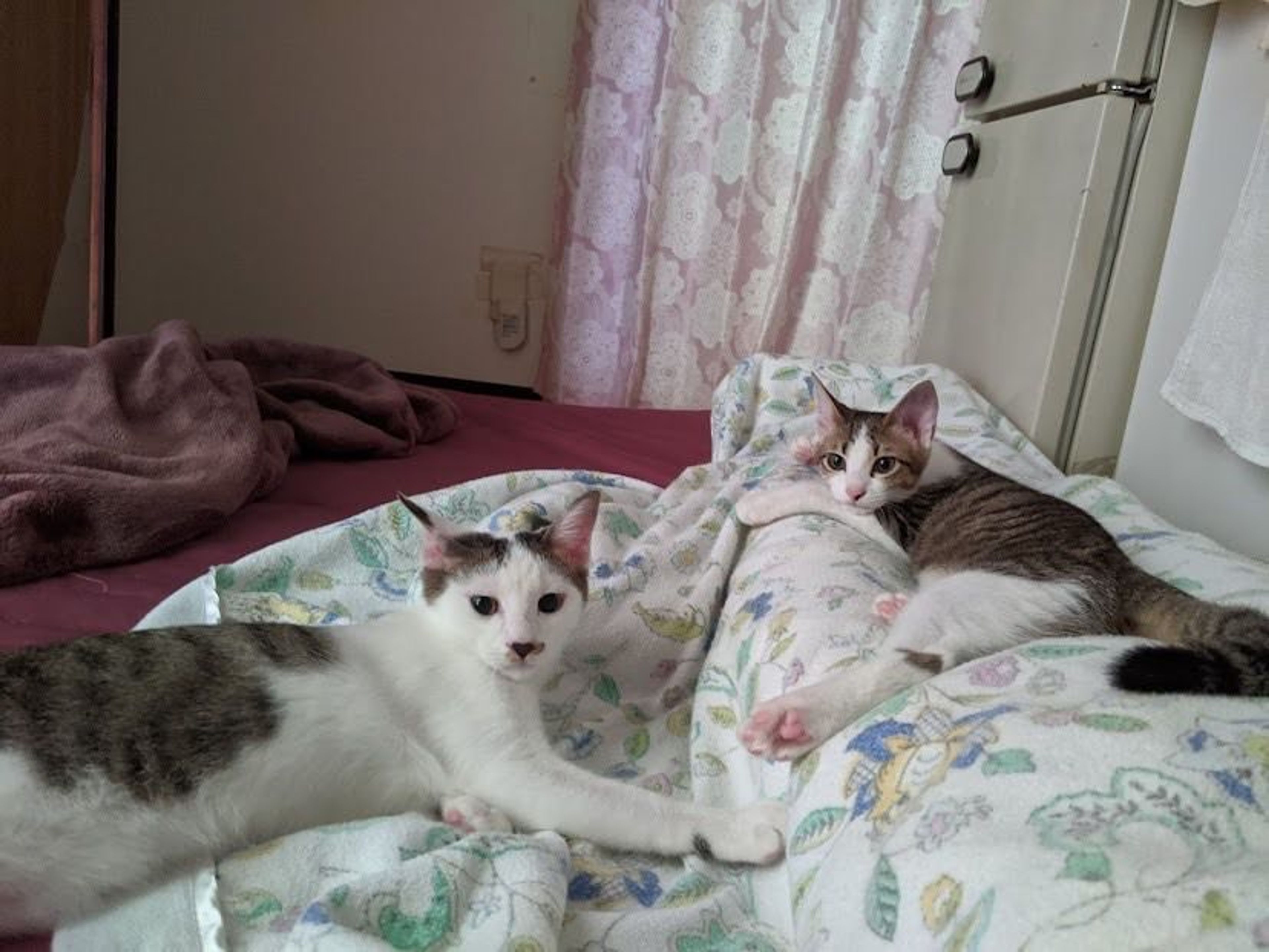 pet-image-8