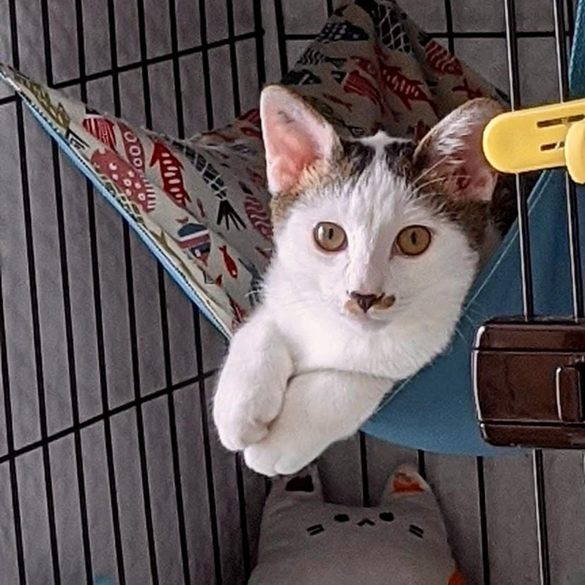 pet-image-9