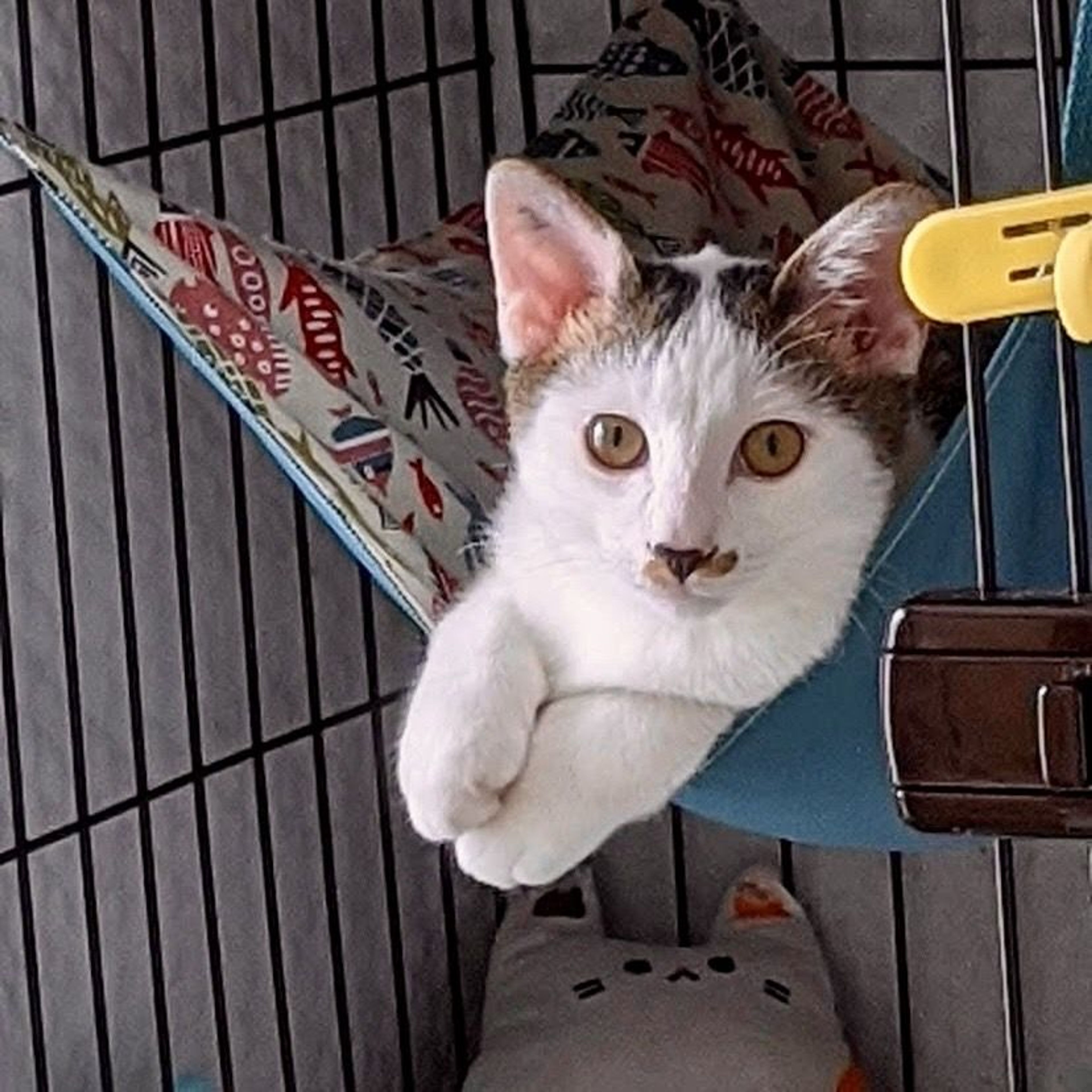 pet-image-9