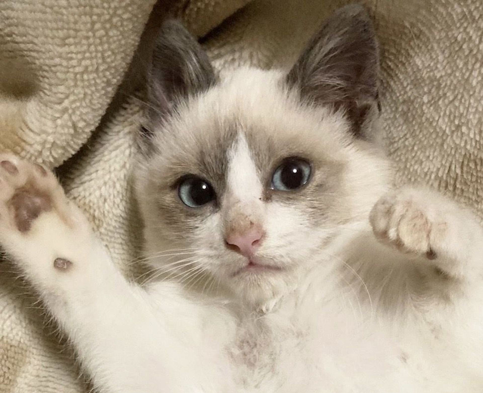 雑種（ミックス猫）・オスの里親募集の写真