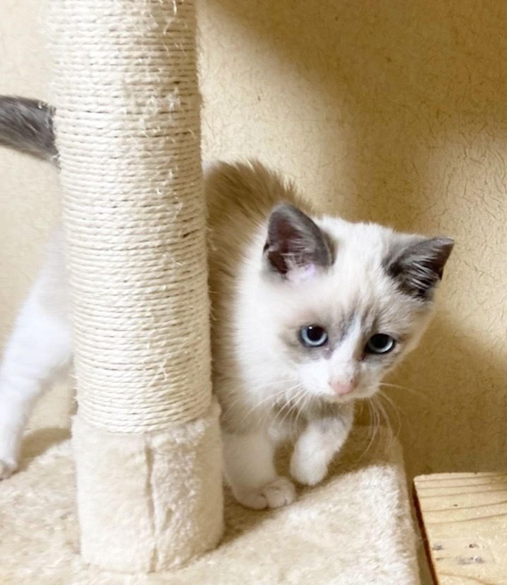 pet-image-4