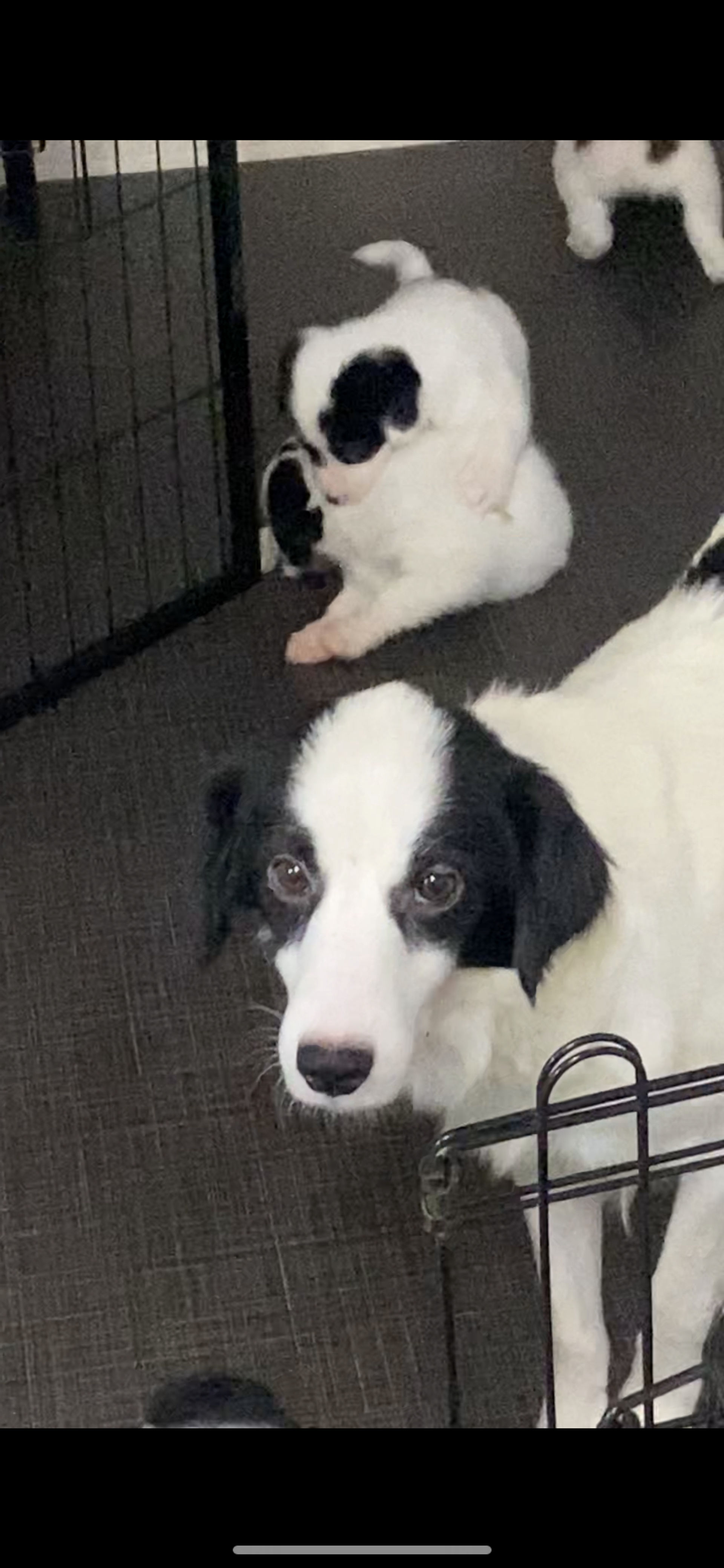 雑種（ミックス犬）・メスの里親募集の写真
