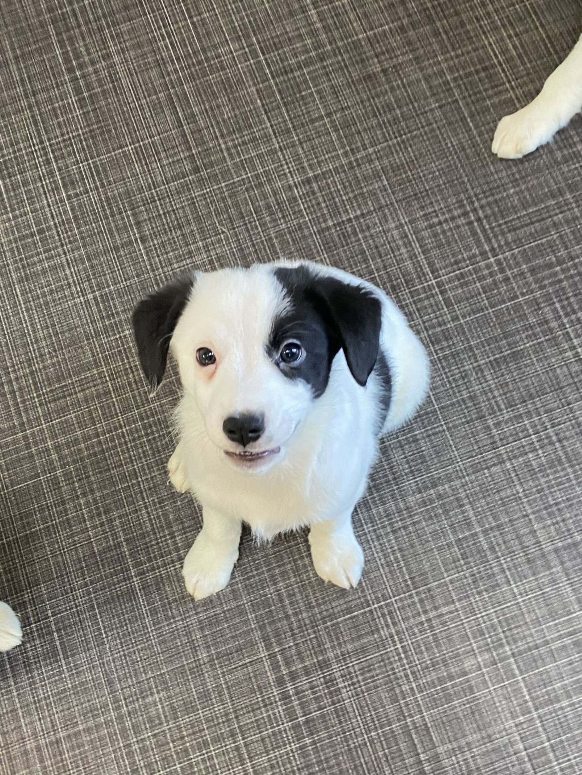 雑種（ミックス犬）・オスの里親募集の写真