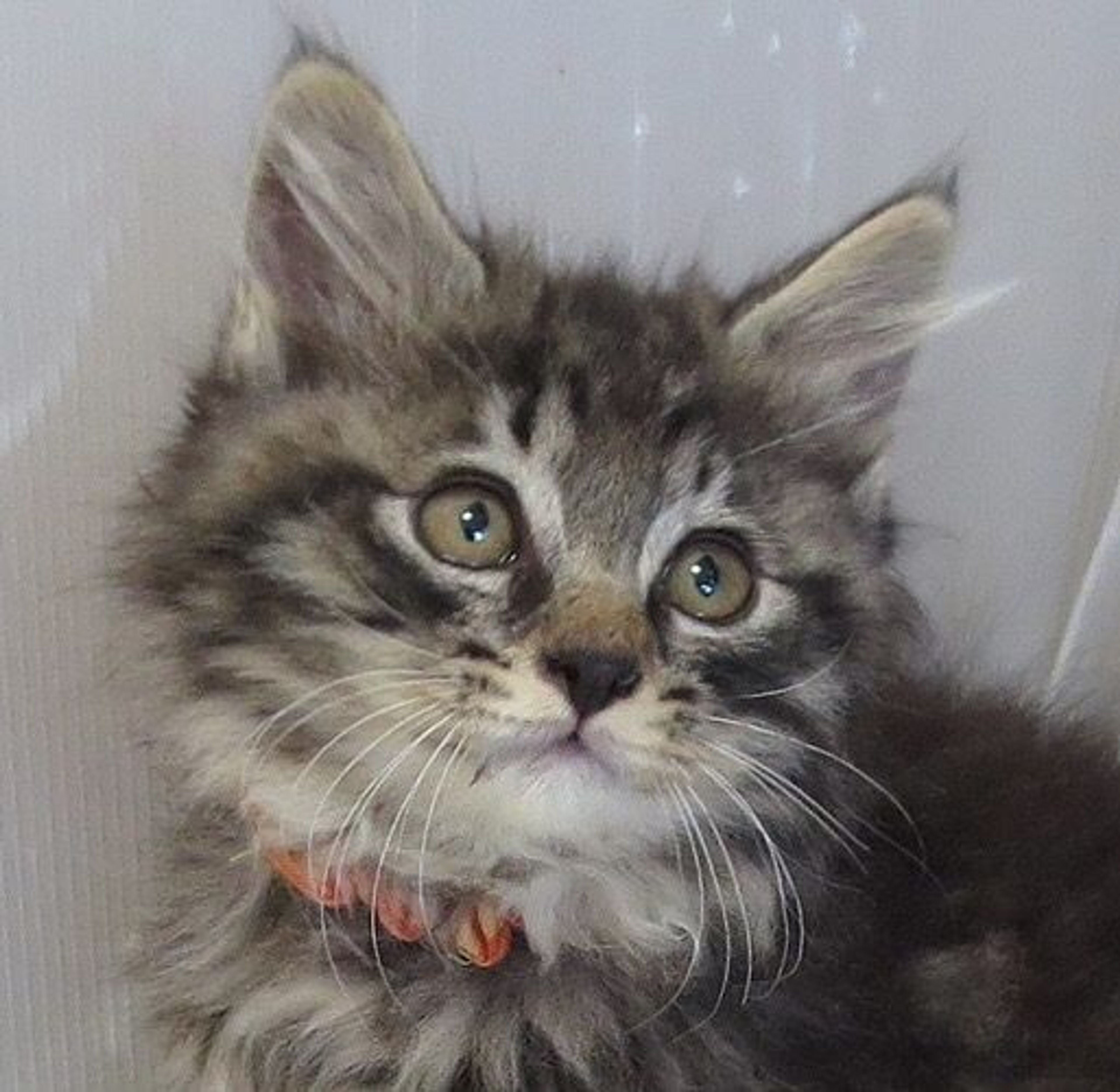 雑種（ミックス猫）・メスの里親募集の写真