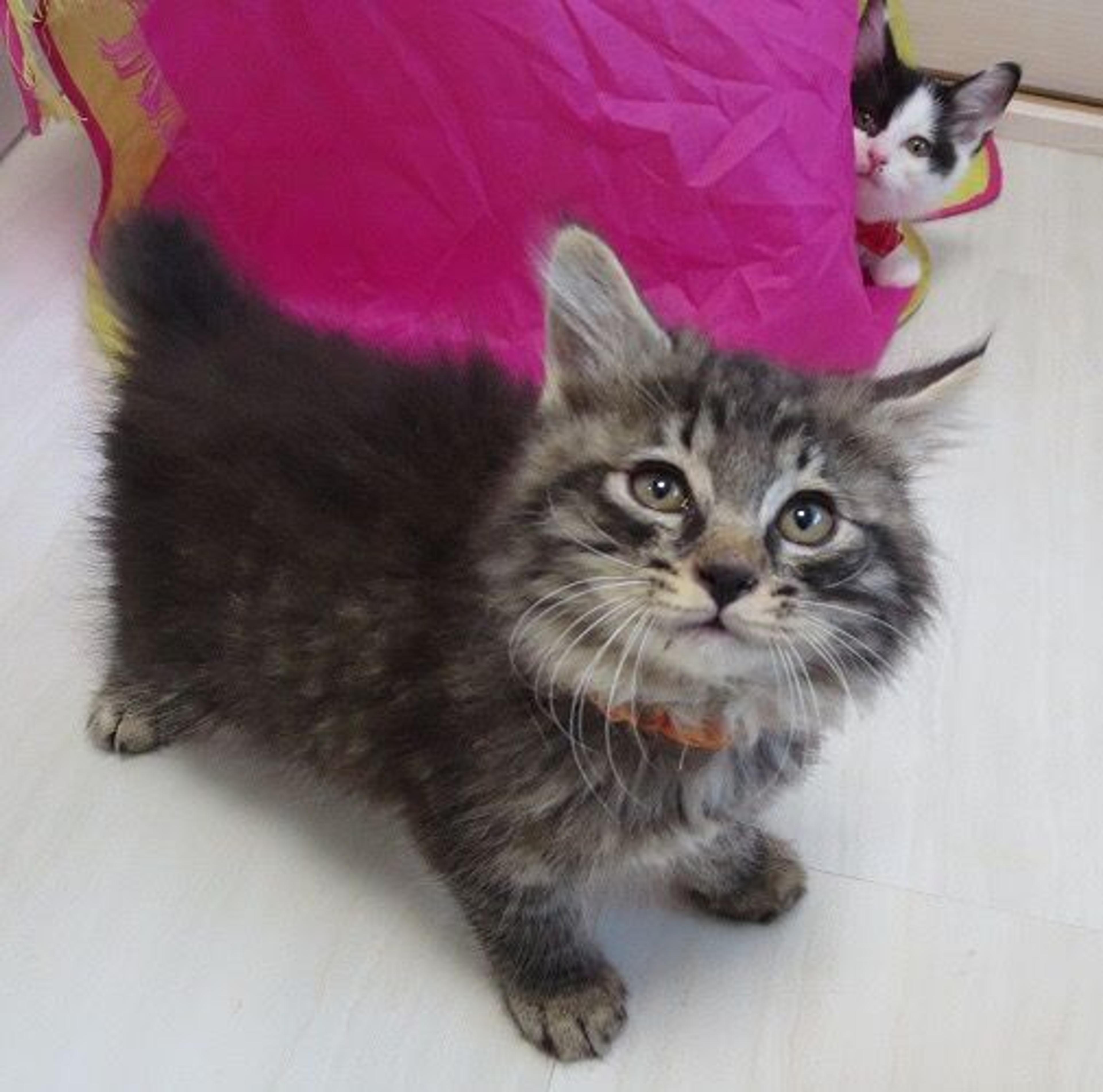 pet-image-2