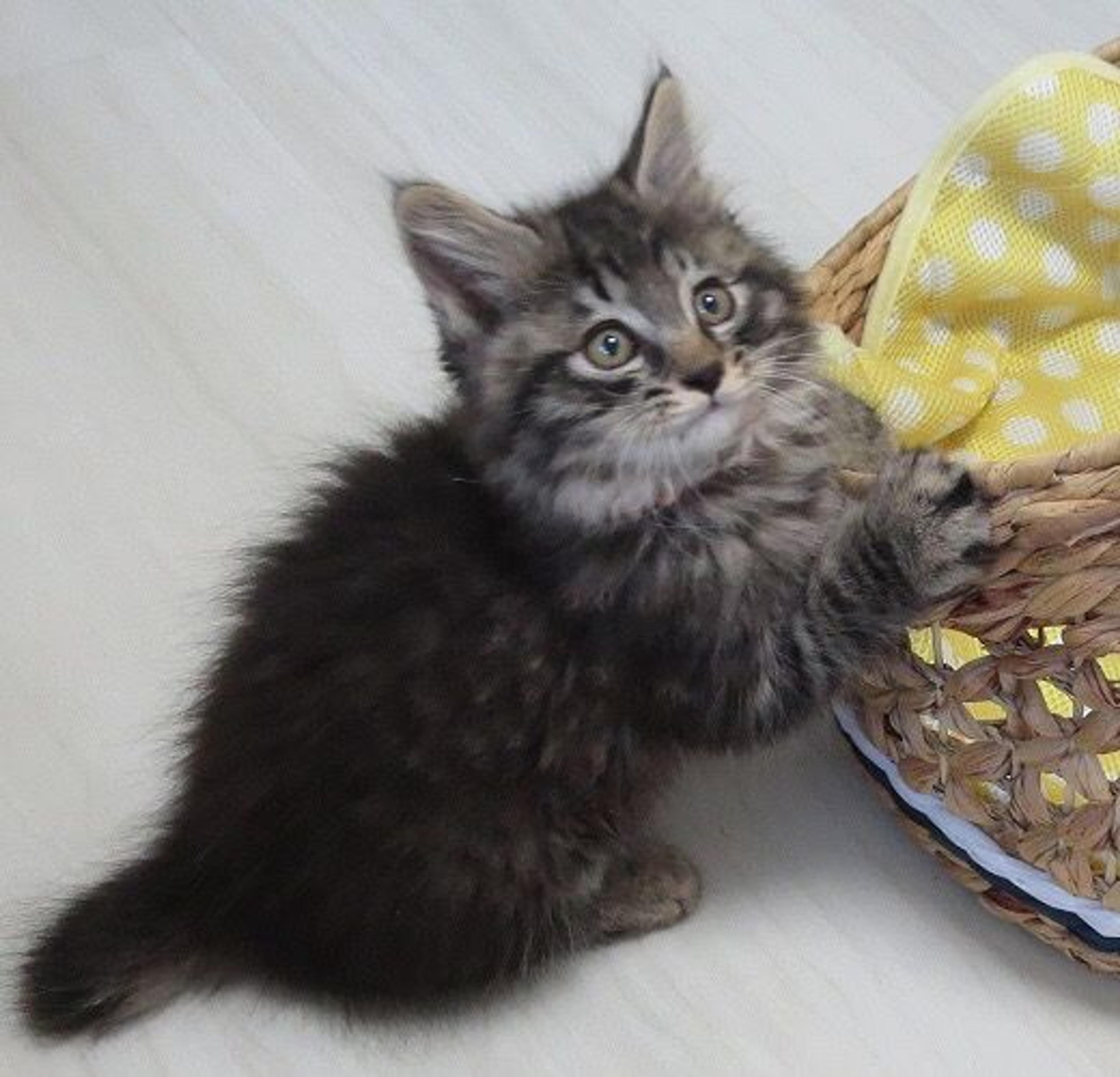 pet-image-3