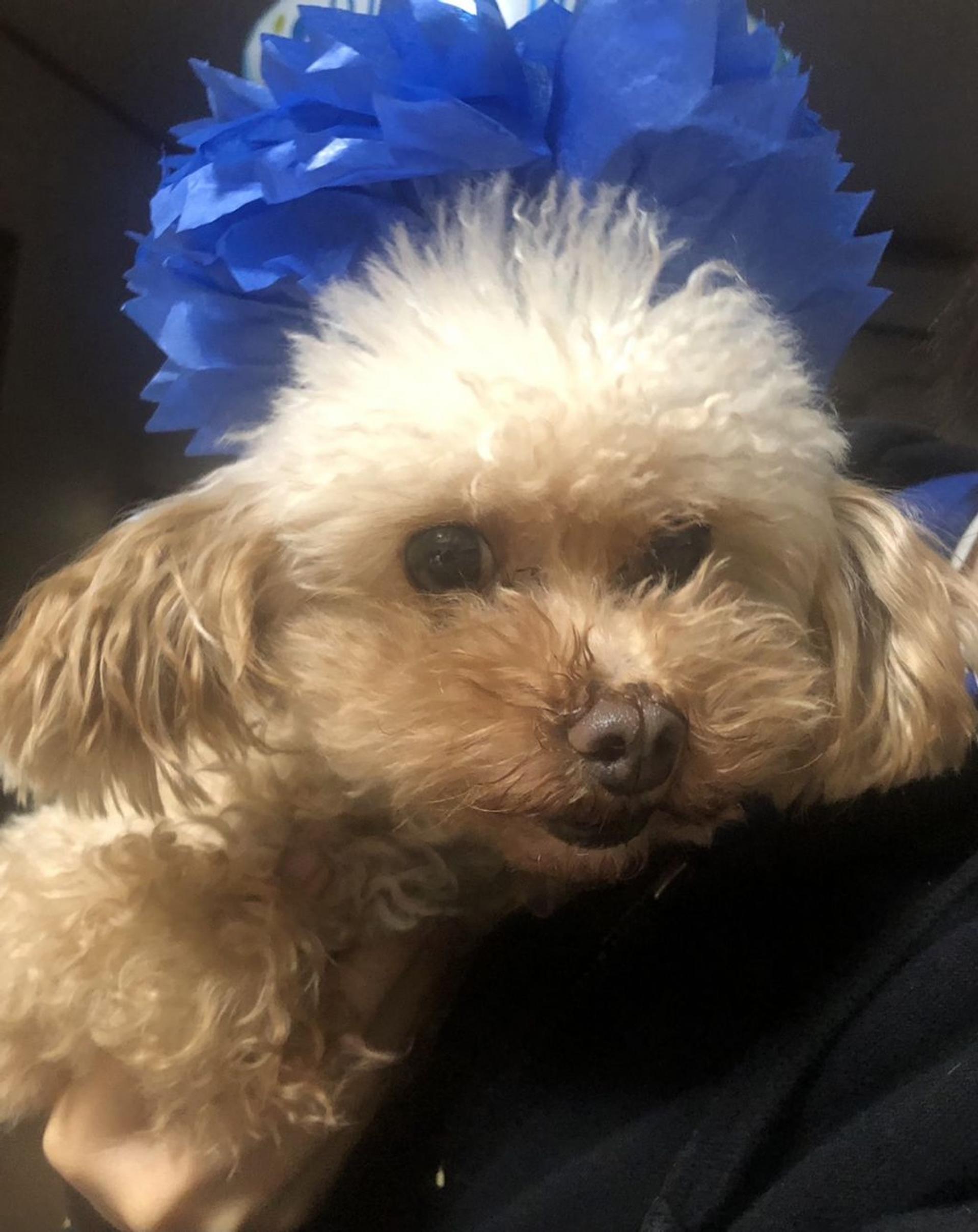 pet-image-2