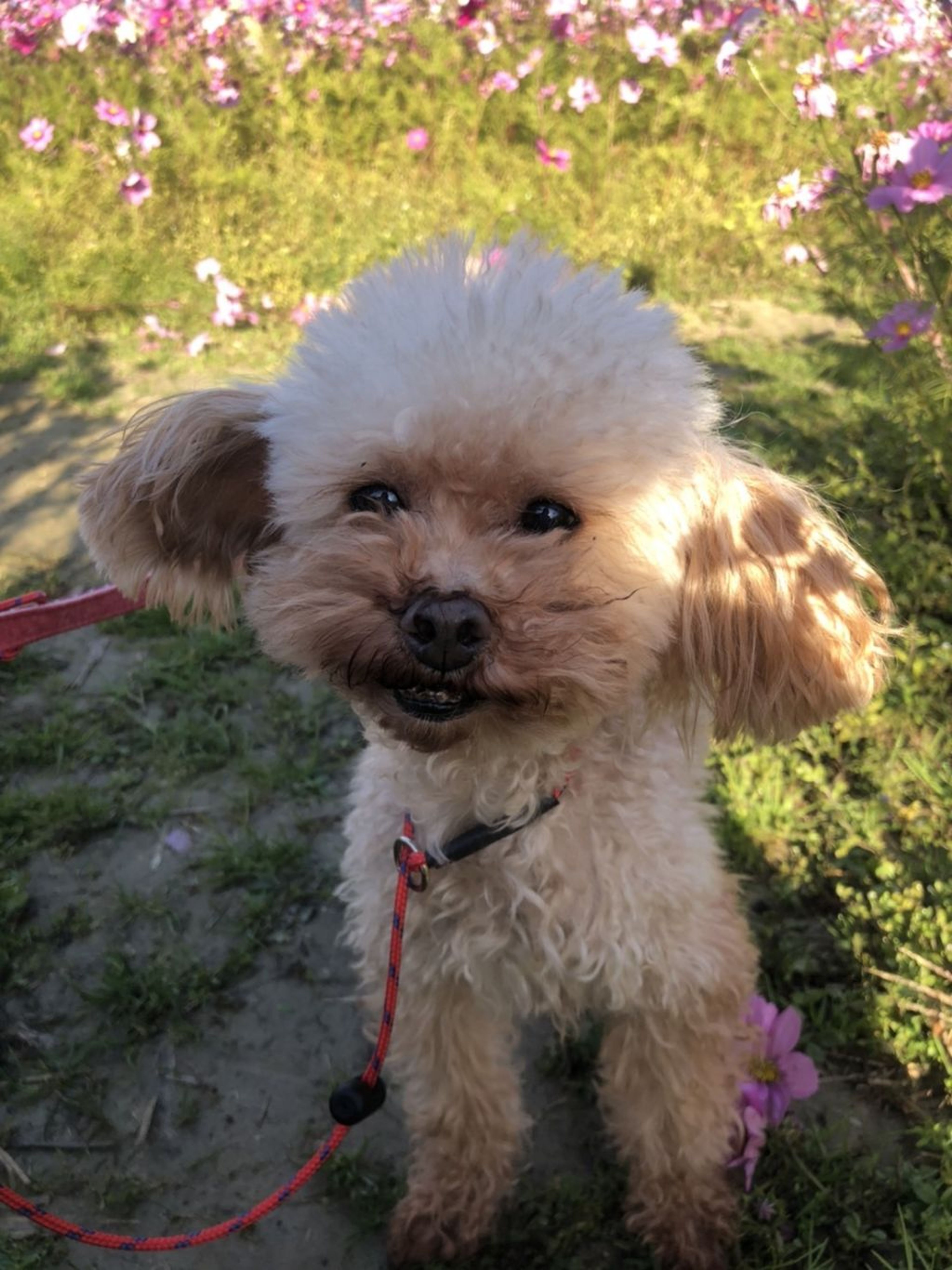pet-image-3