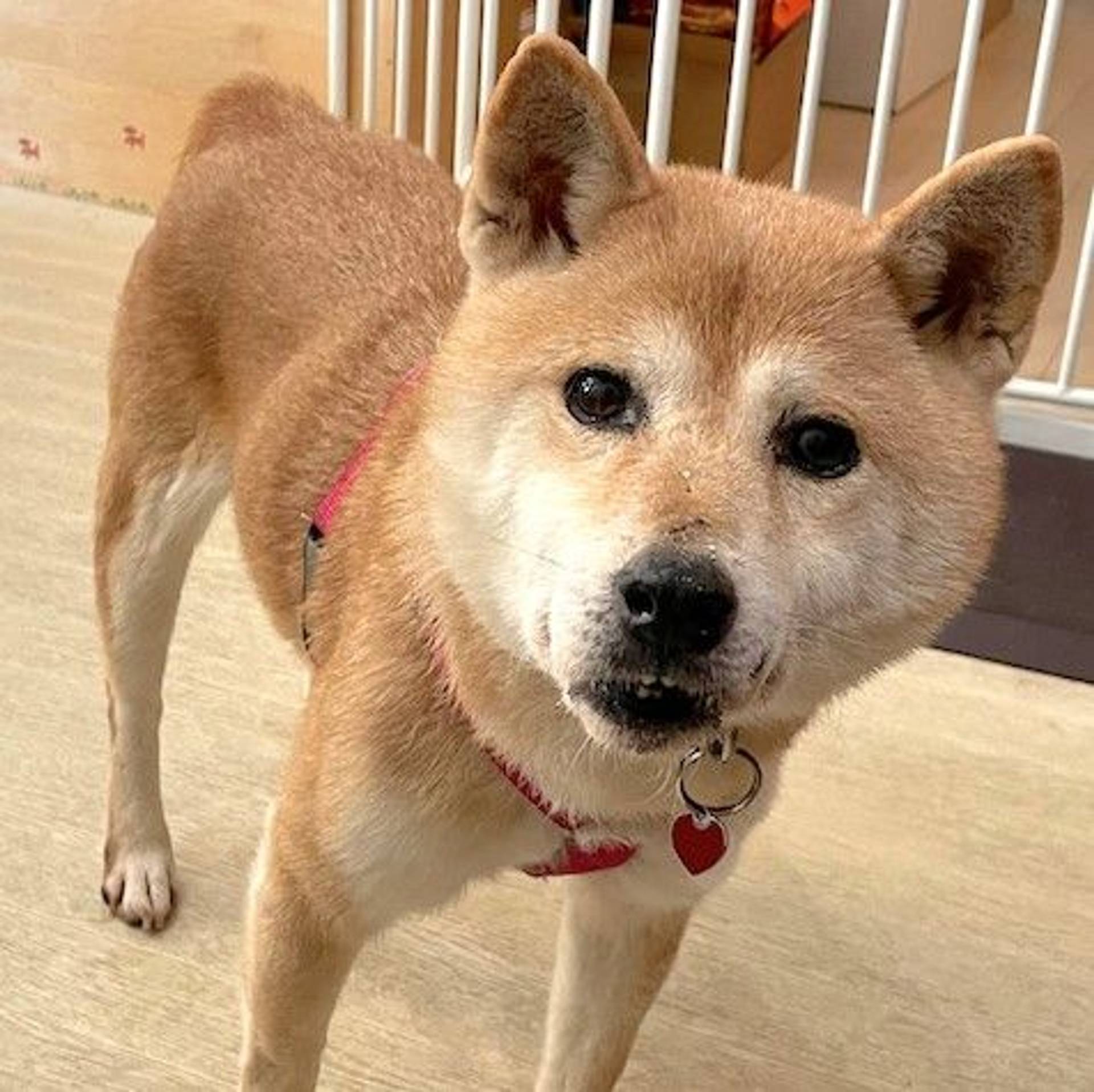 柴犬・メスの里親募集の写真