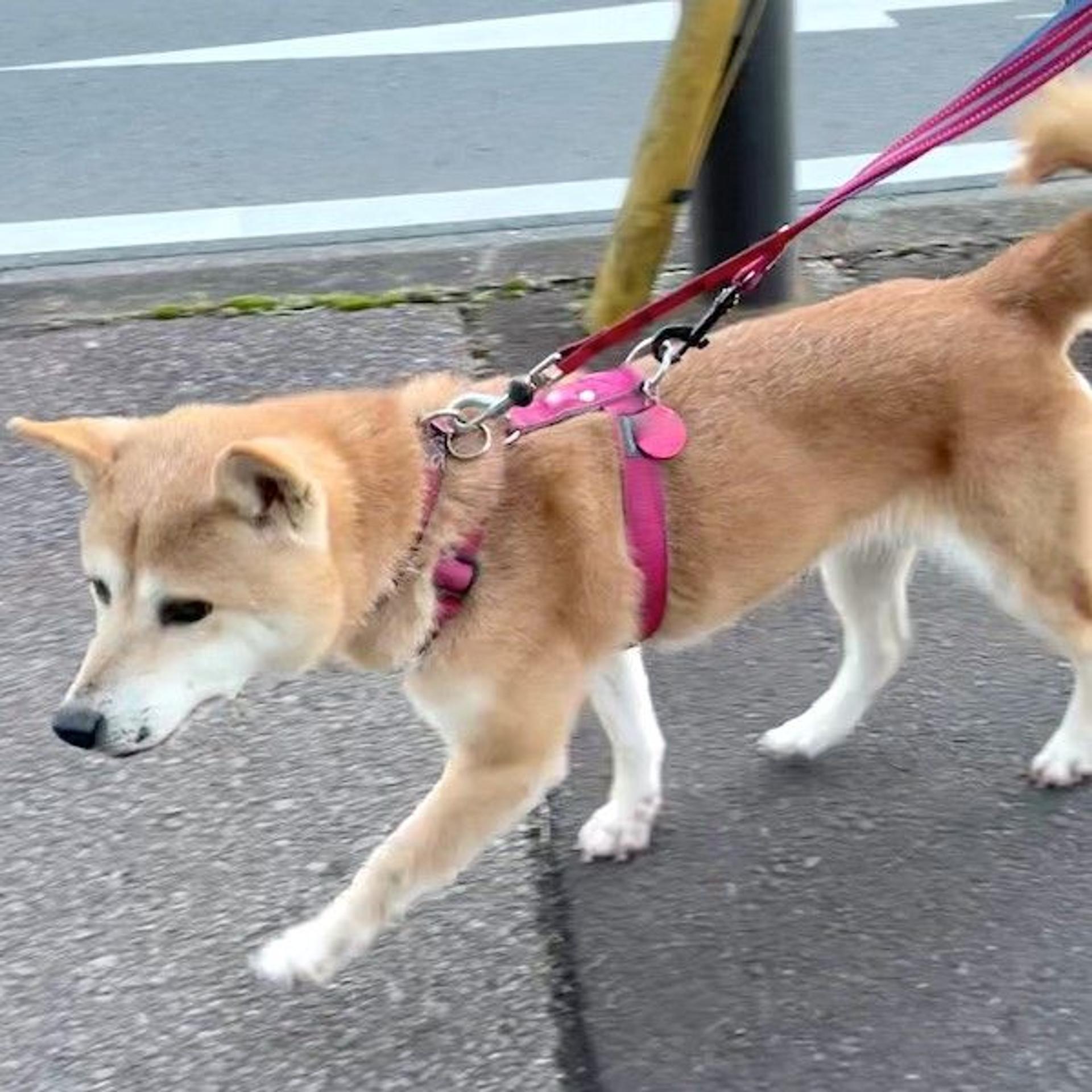pet-image-4