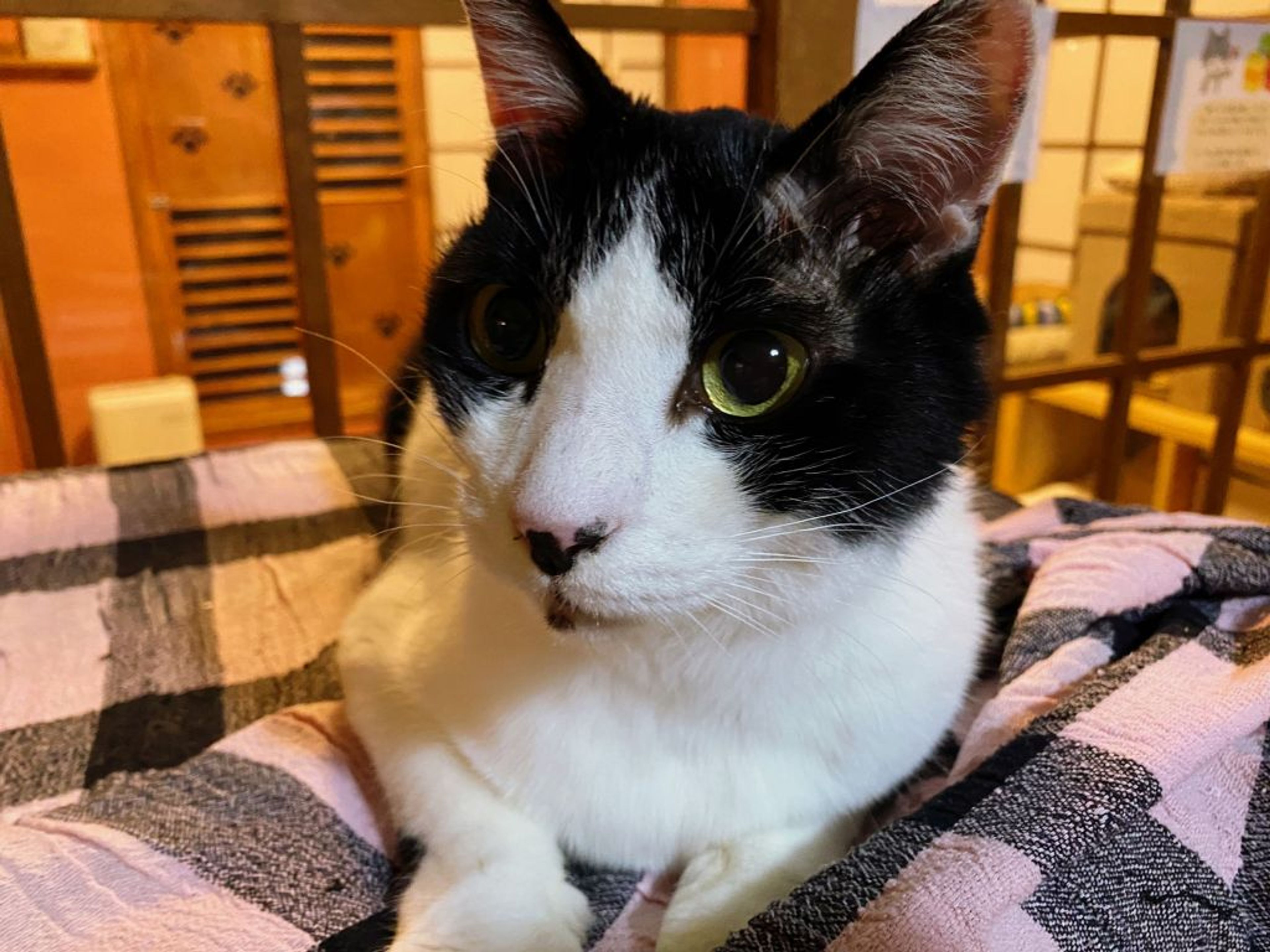 pet-image-3