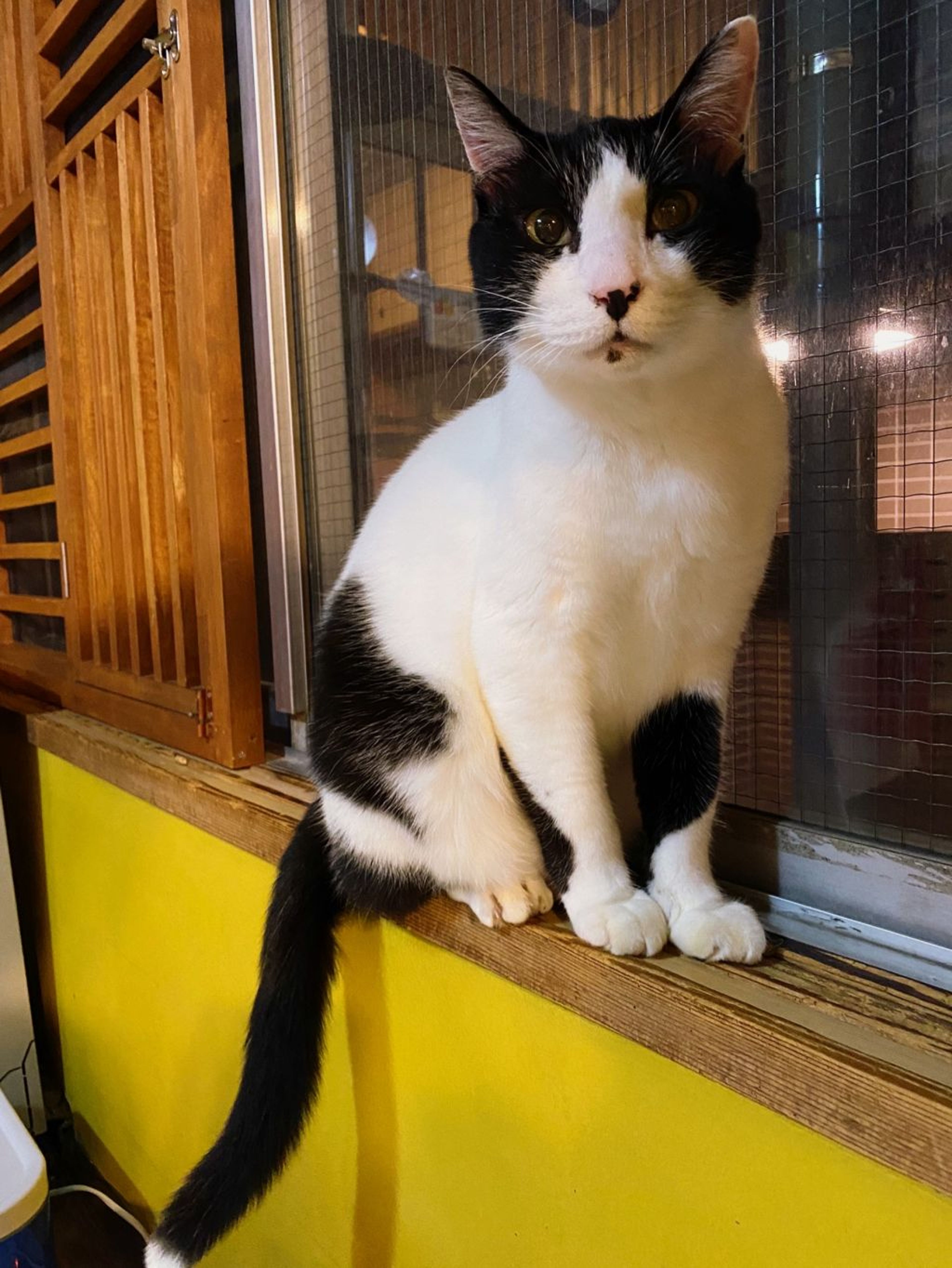 pet-image-4