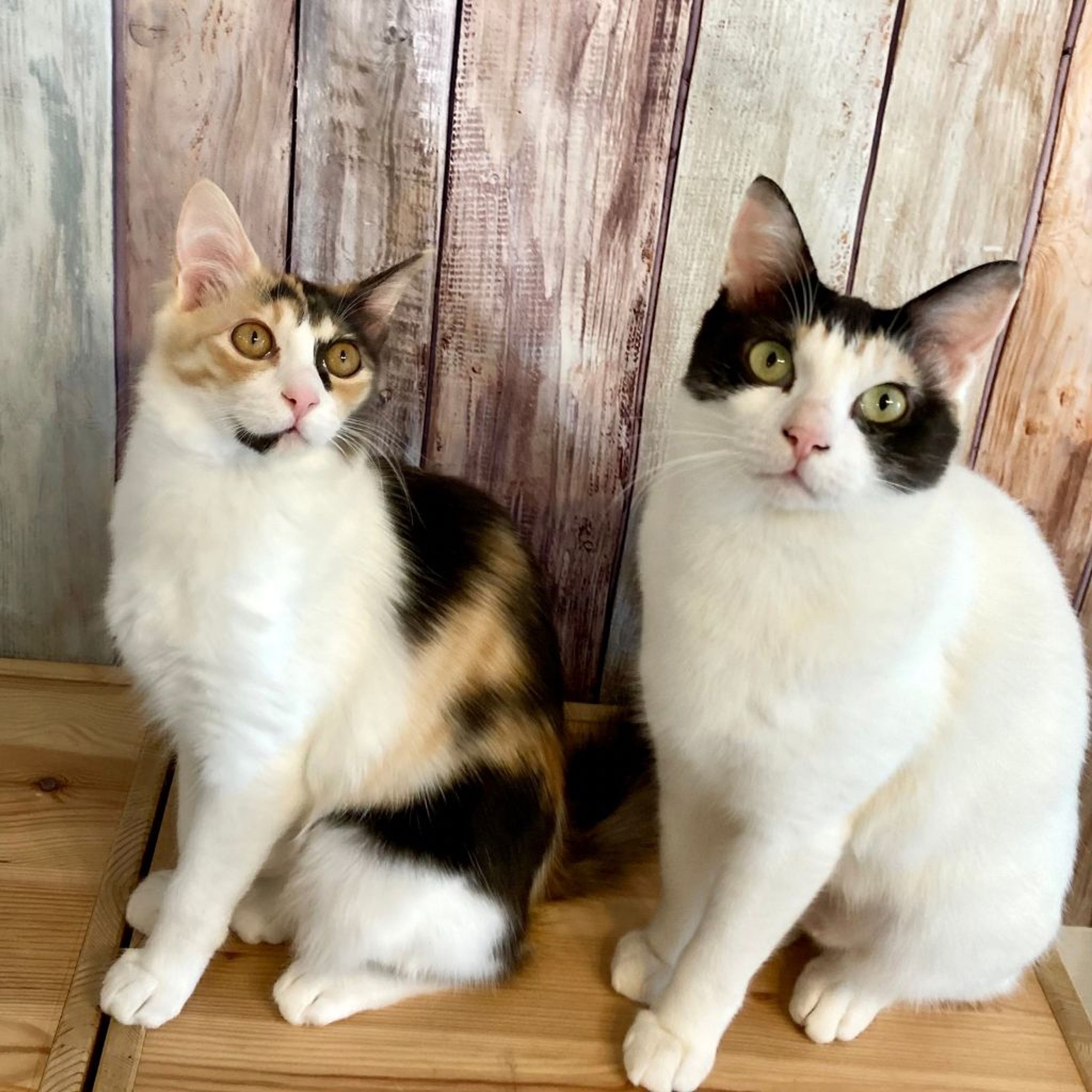 雑種（ミックス猫）・メスの里親募集の写真