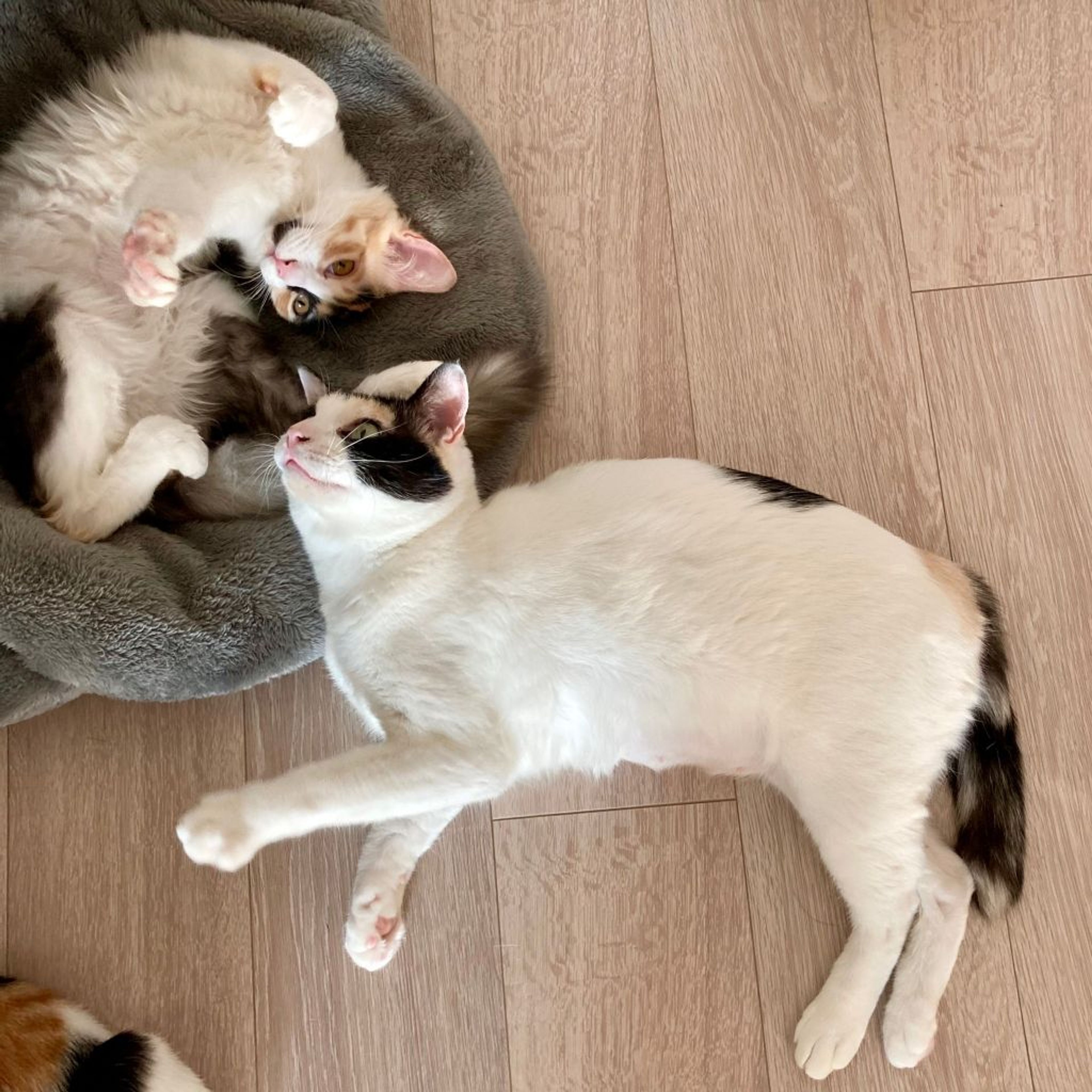 pet-image-3
