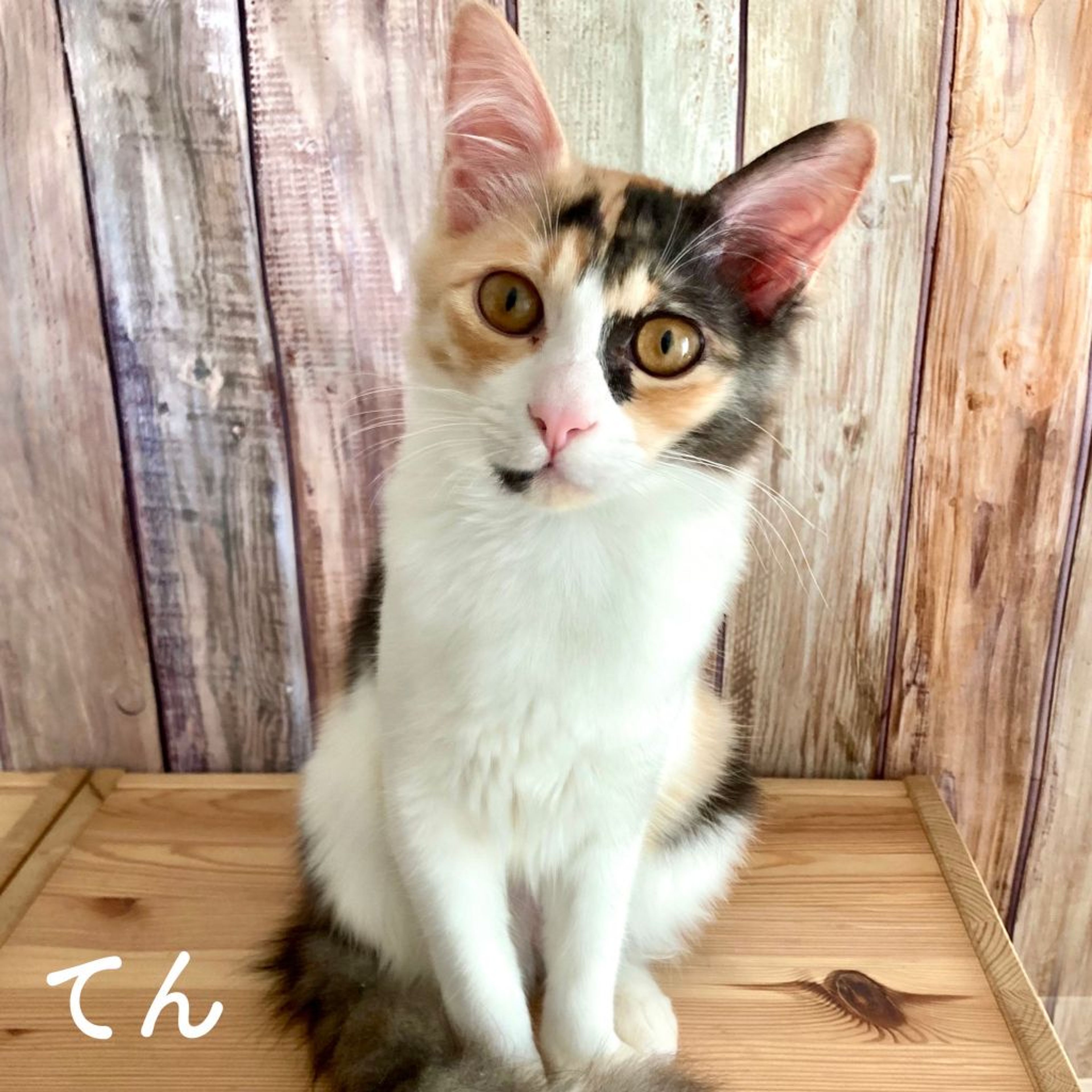 pet-image-4