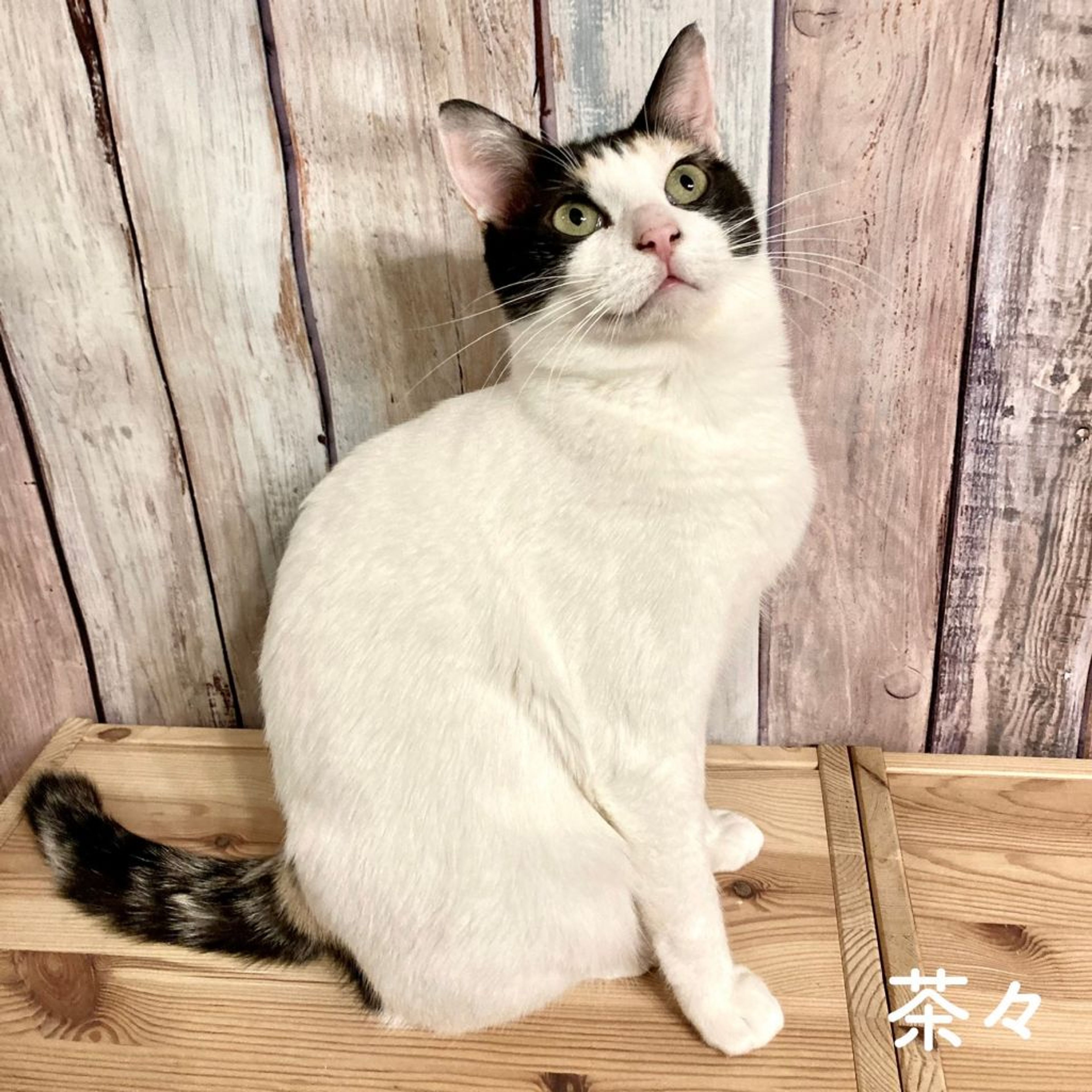 pet-image-5
