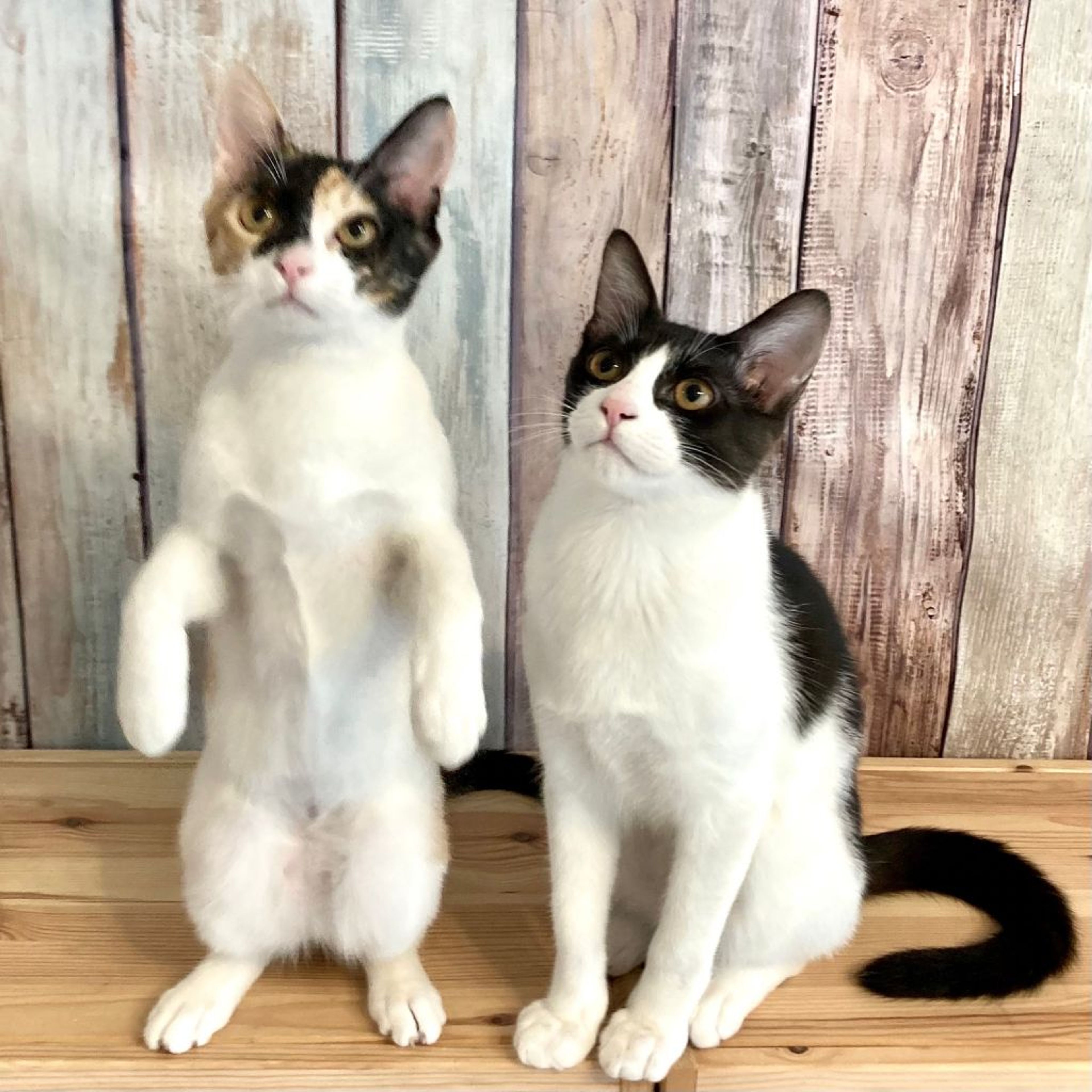 pet-image-7
