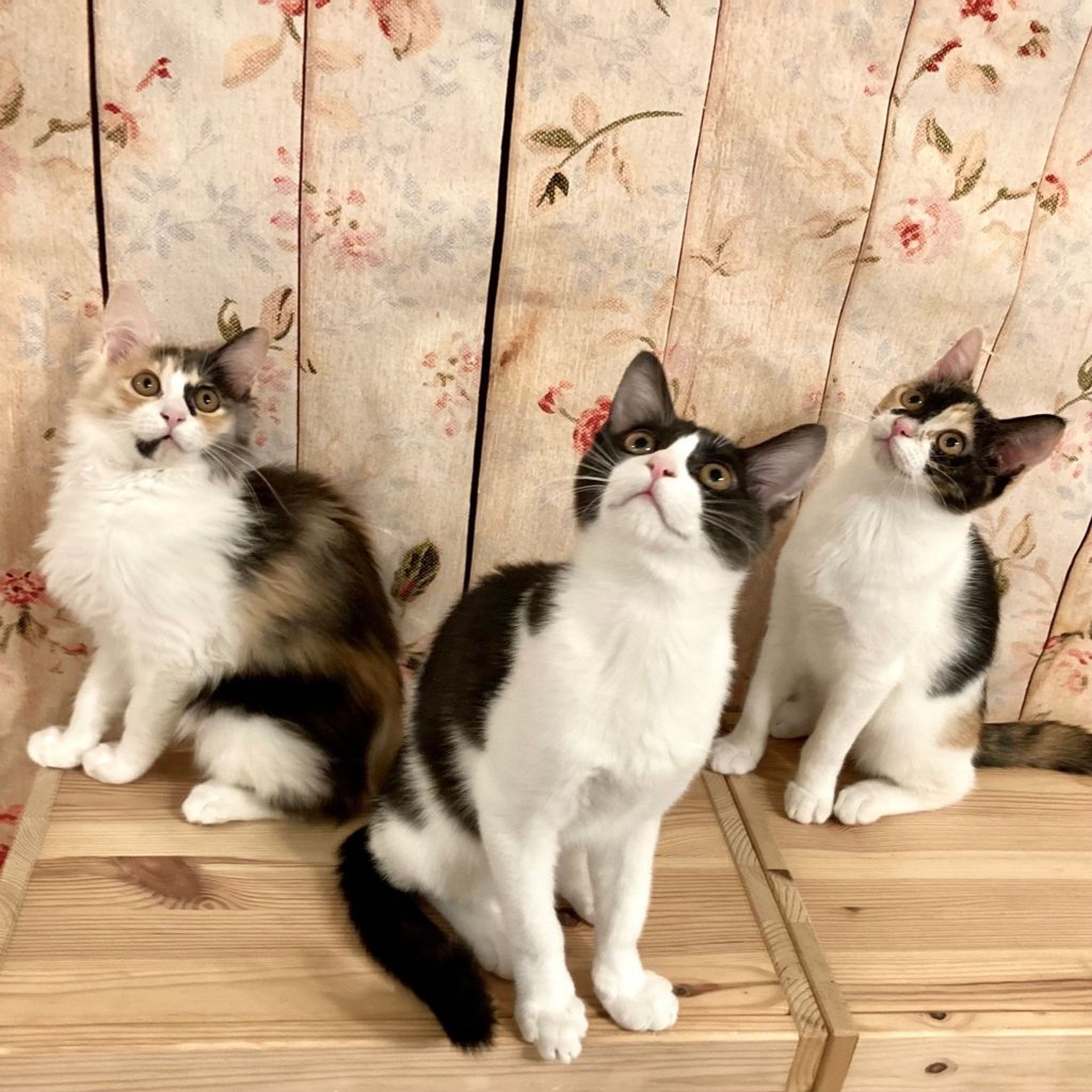 pet-image-8
