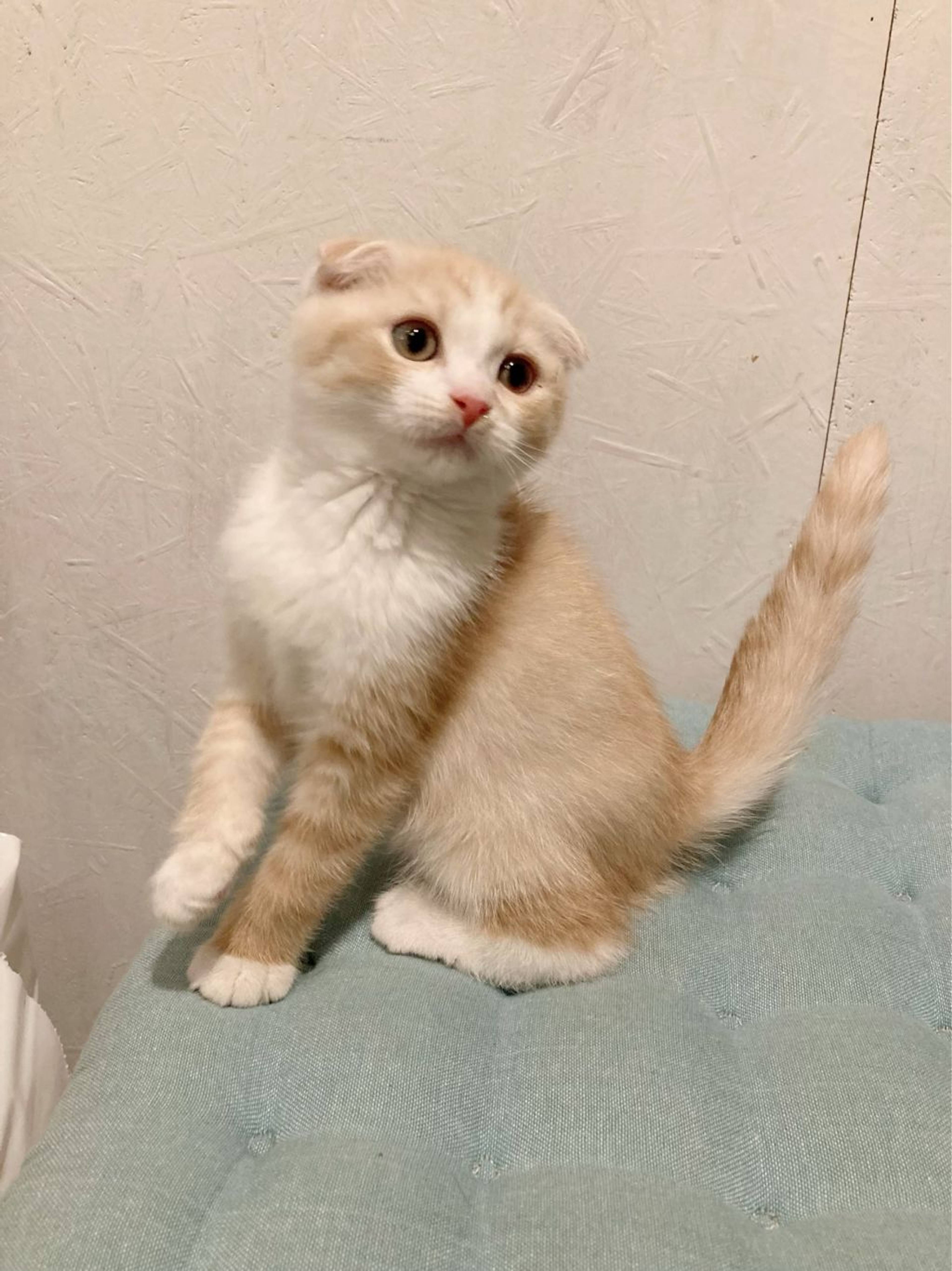 スコティッシュフォールド・オスの里親募集の写真