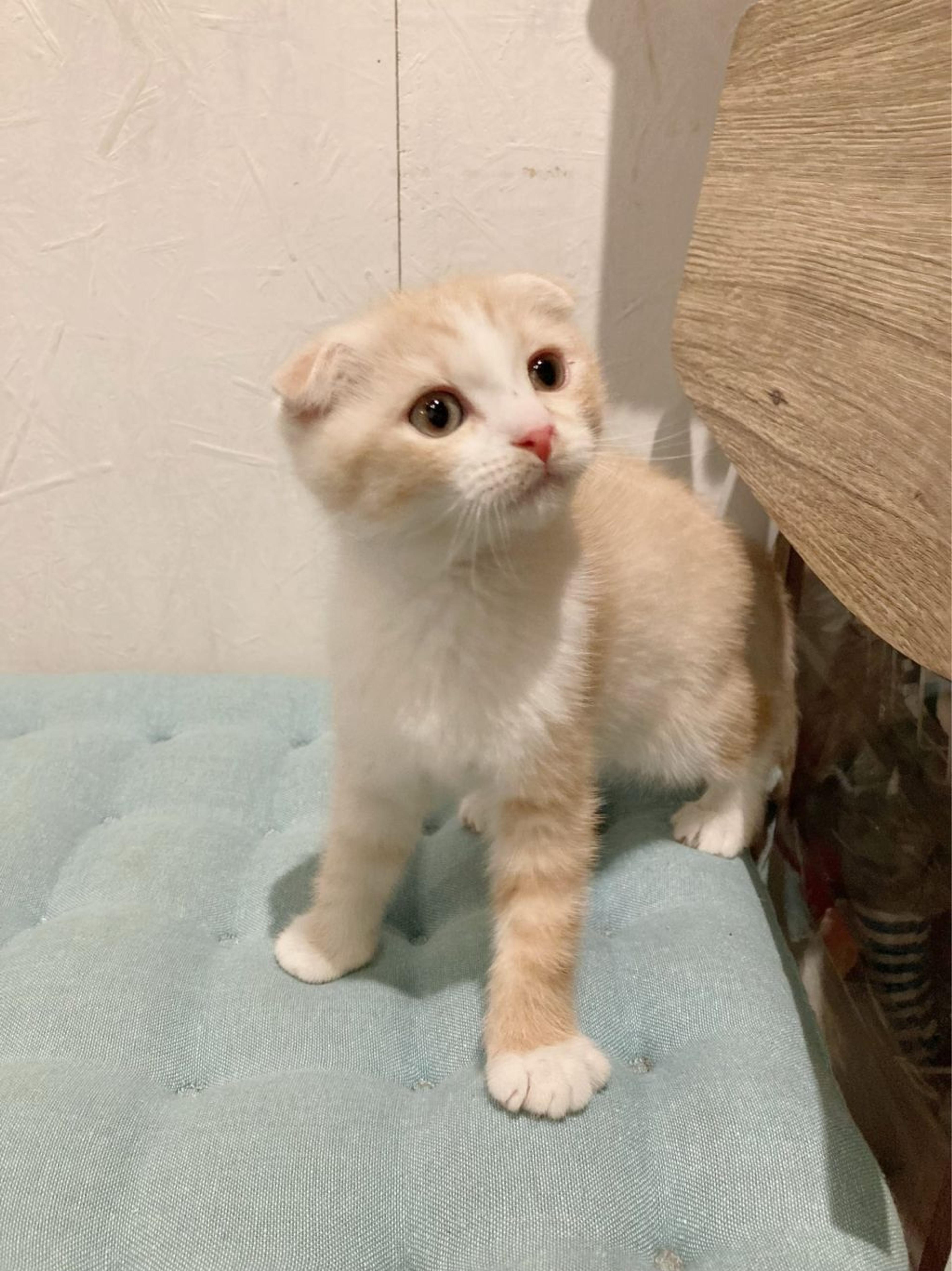 pet-image-3